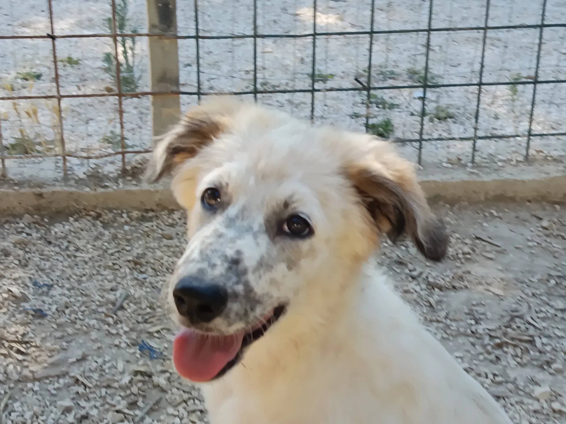 Katia, cane Meticcio in adozione a Bari