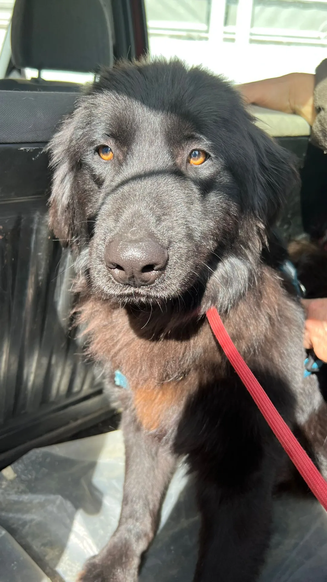 Orso, cane Meticcio in adozione a Lecco - foto 3