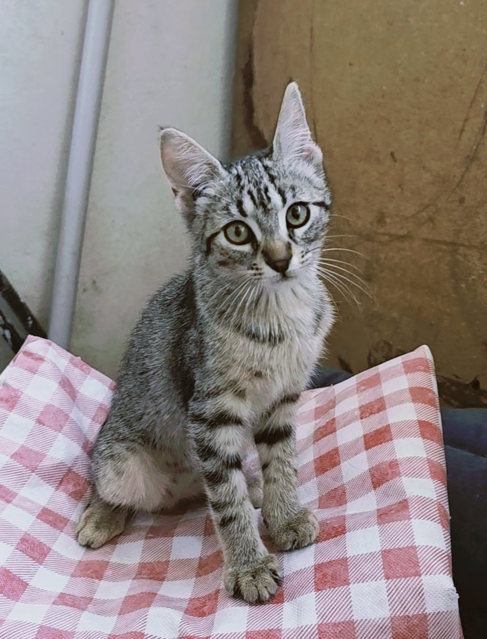 Maya, gatto  in adozione