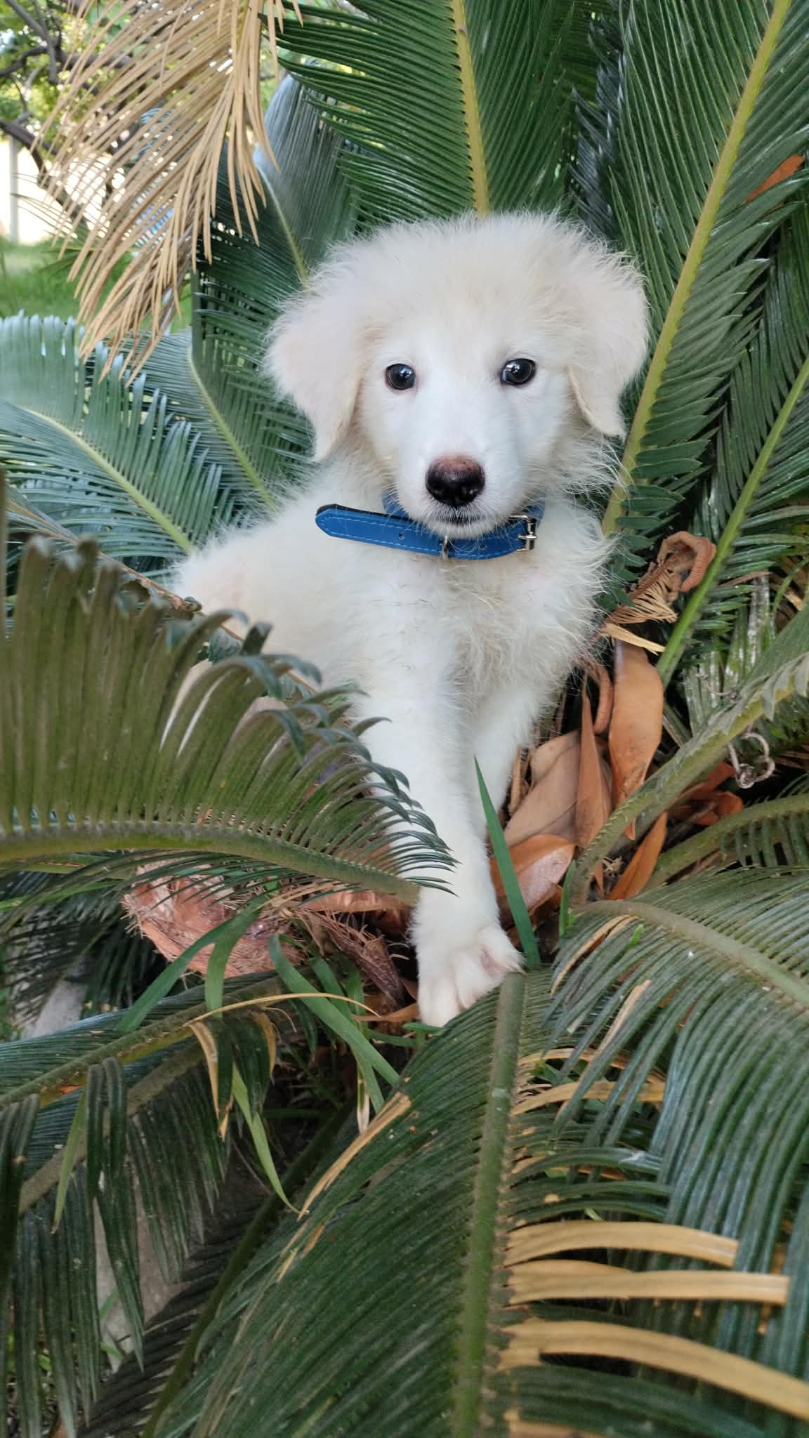 Foto 2 di Blanco, cane Meticcio in adozione