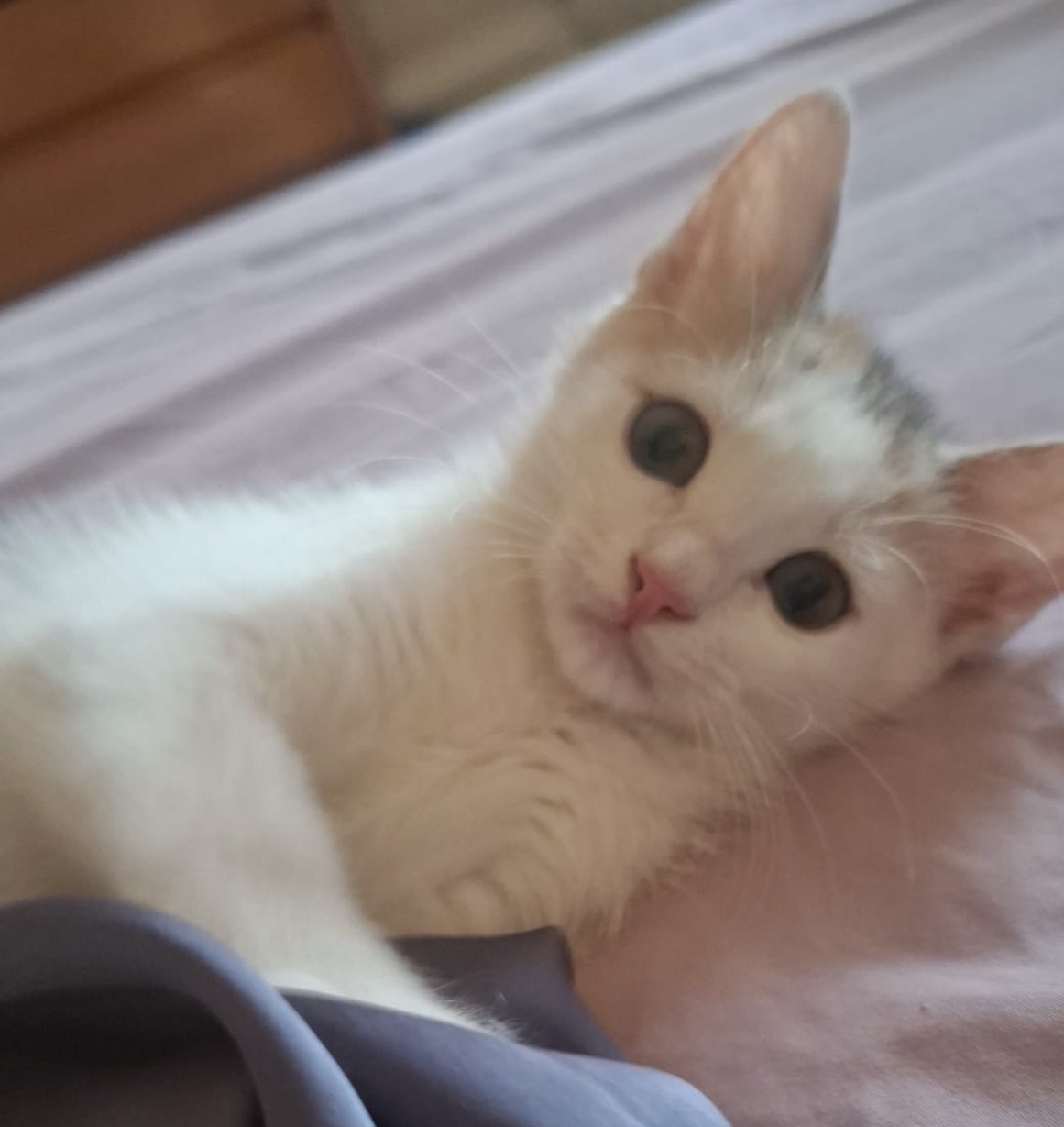 Foto 1 di Neve, gatto Europeo in adozione