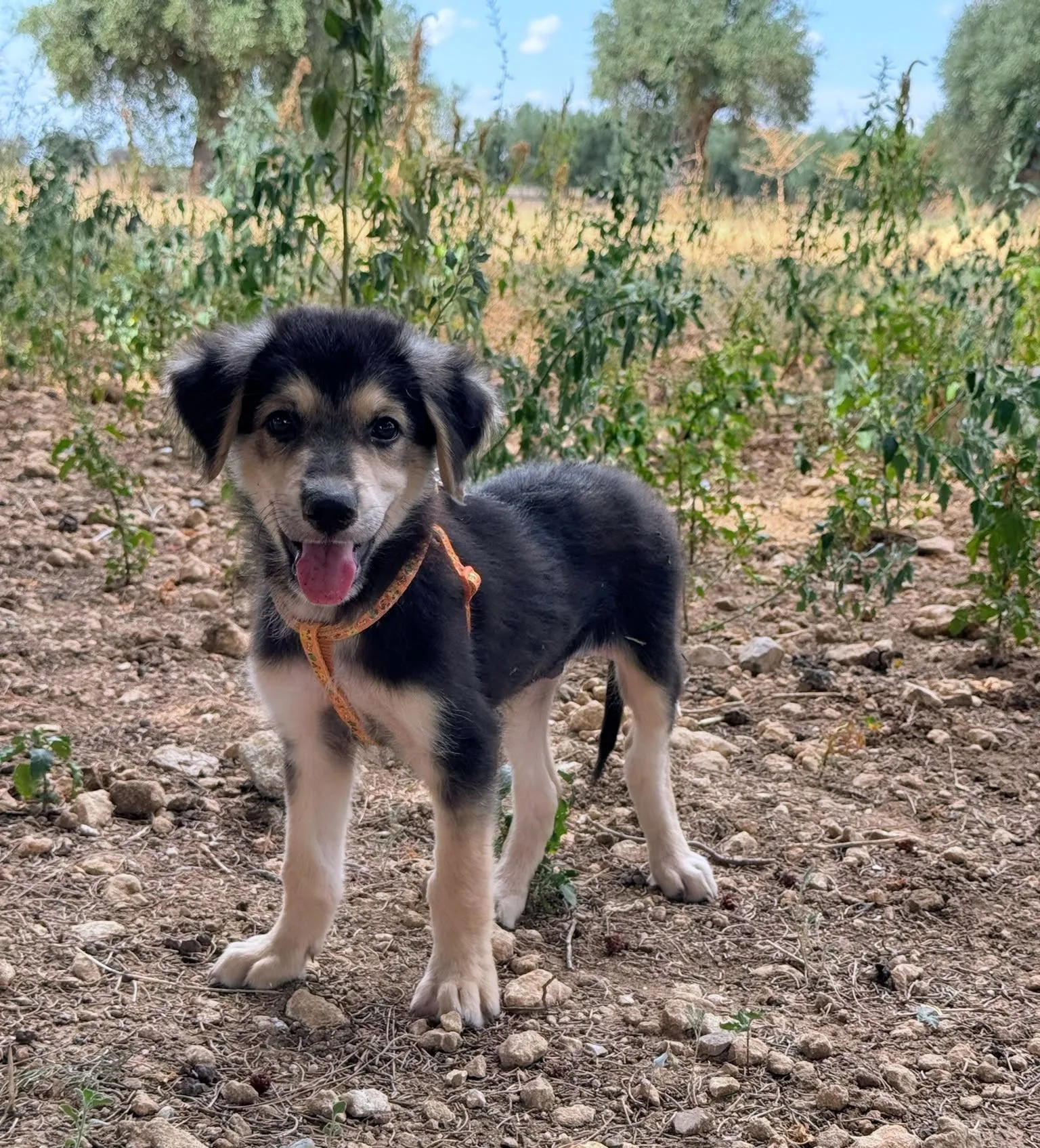 ADAM, cane Meticcio in adozione a Taranto - foto 4