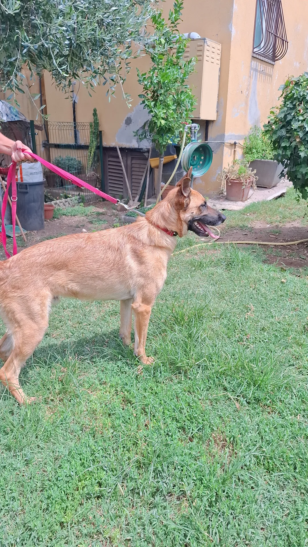 Ciro, cane Meticcio (madre Pastore Tedesco) in adozione a Roma - foto 4