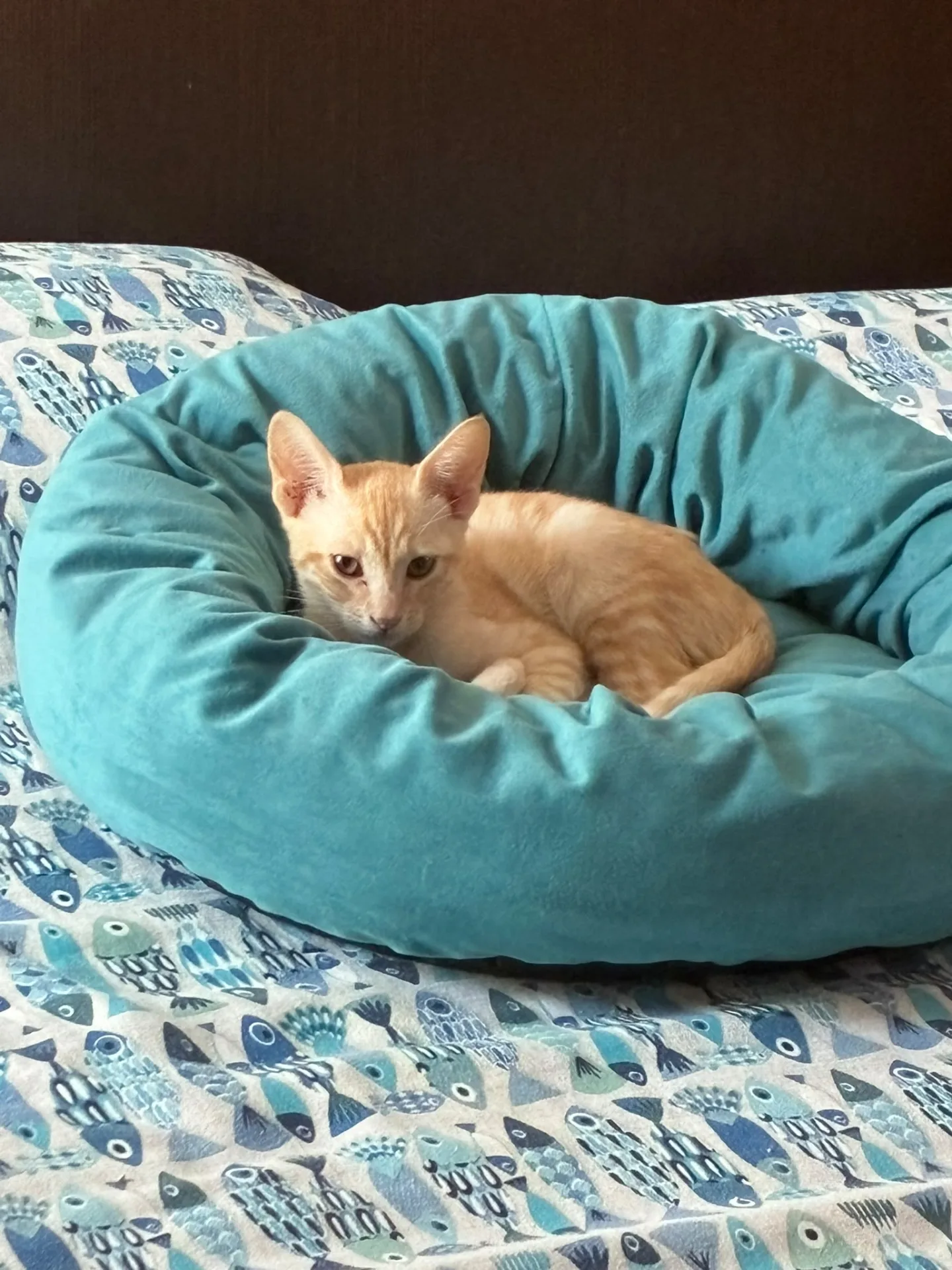 Gino, gatto in adozione a Roma - foto 5
