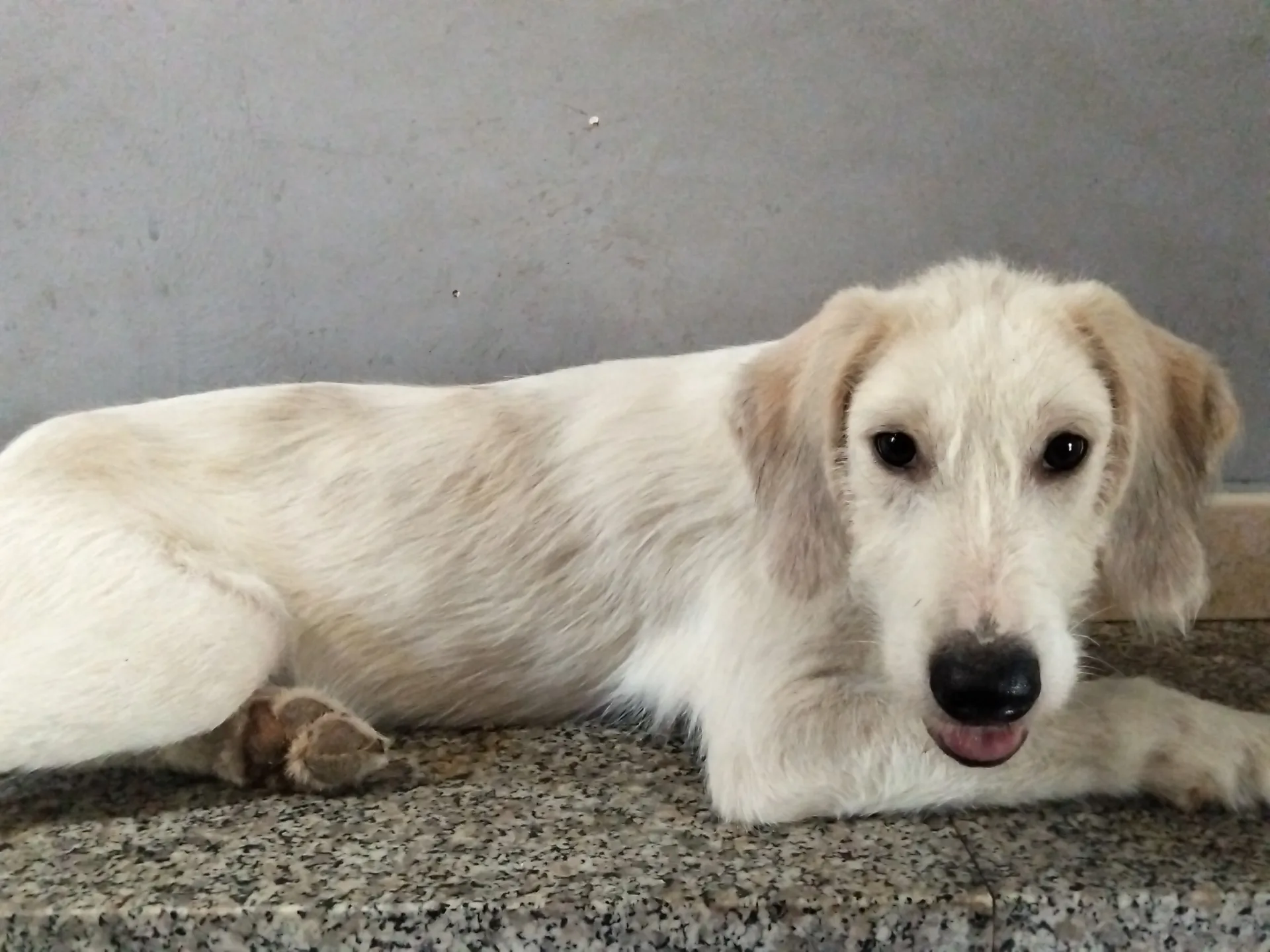 Zago, cane Simil spinoncino in adozione a Avellino - foto 1