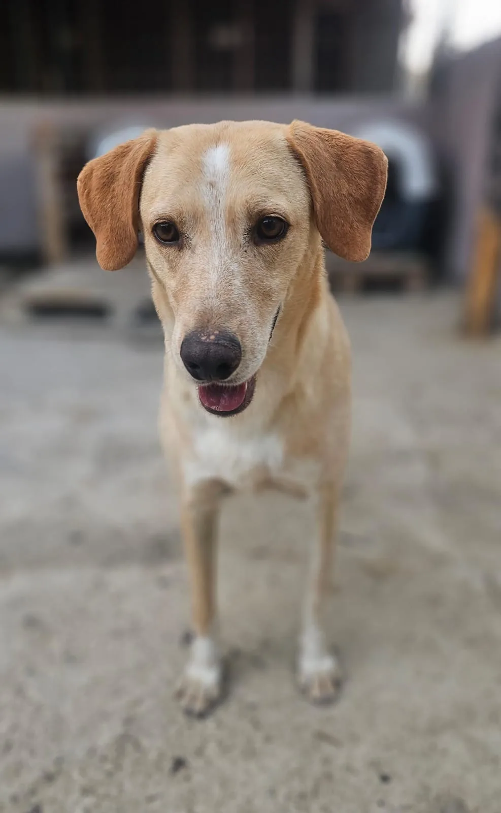 Spyk, cane Meticcio in adozione a Agrigento - foto 2