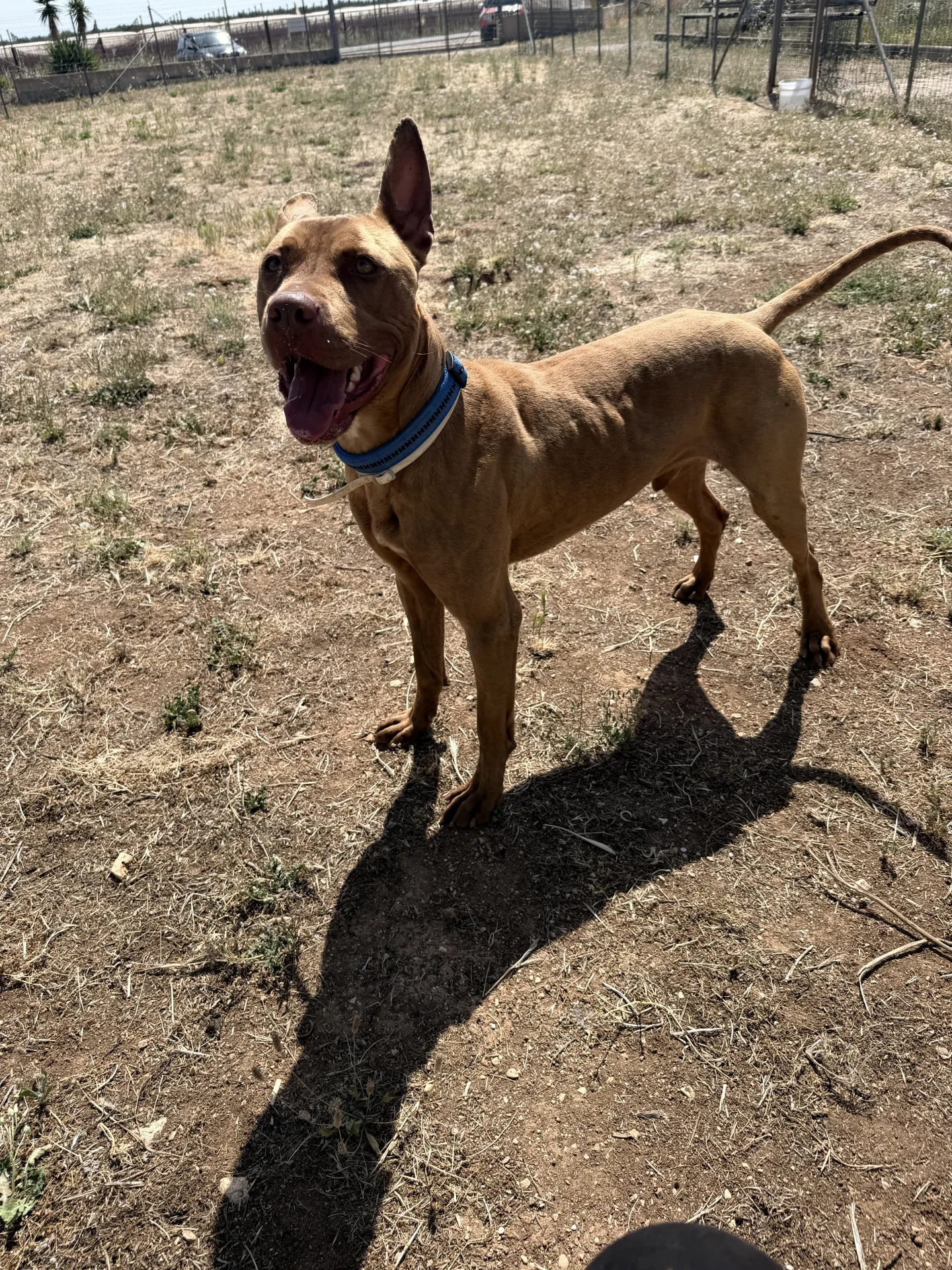 Losko, cane Pitbull in adozione a Bari - foto 2