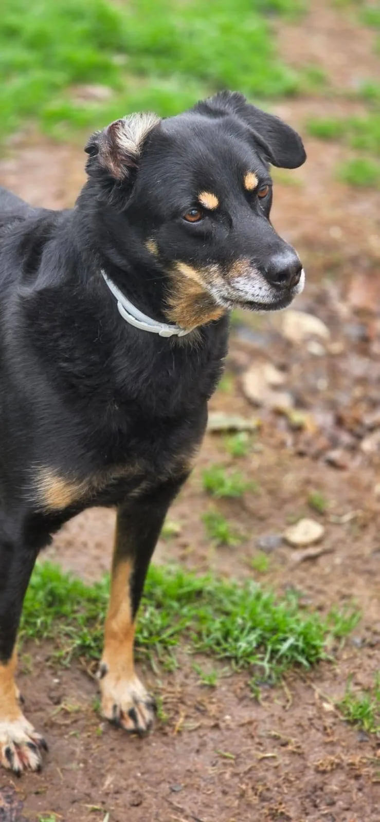 Giordie, cane meticcio in adozione a Latina - foto 4