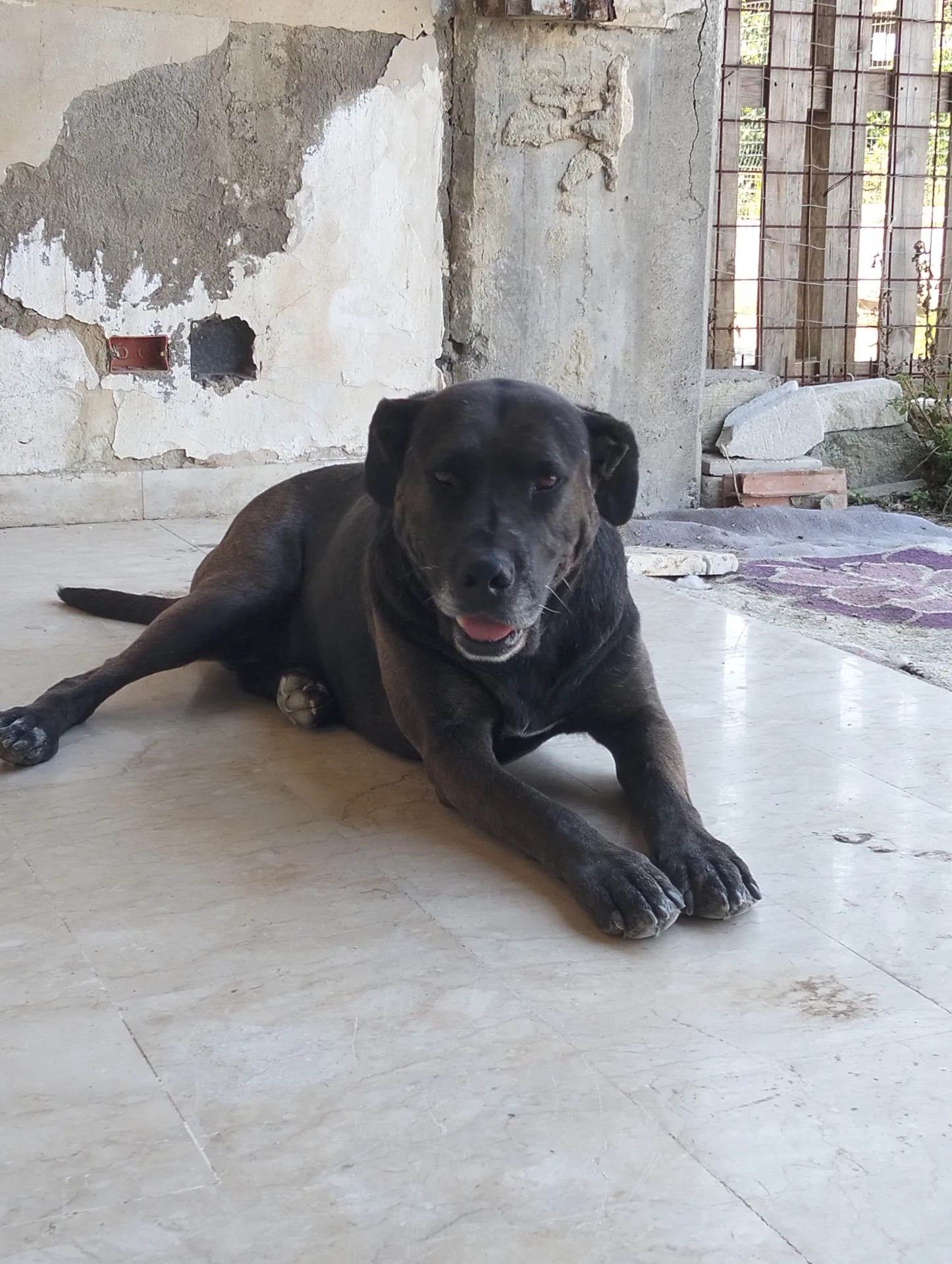 Scugnizza ed Ercole, cane Terrier in adozione a Padova - foto 2