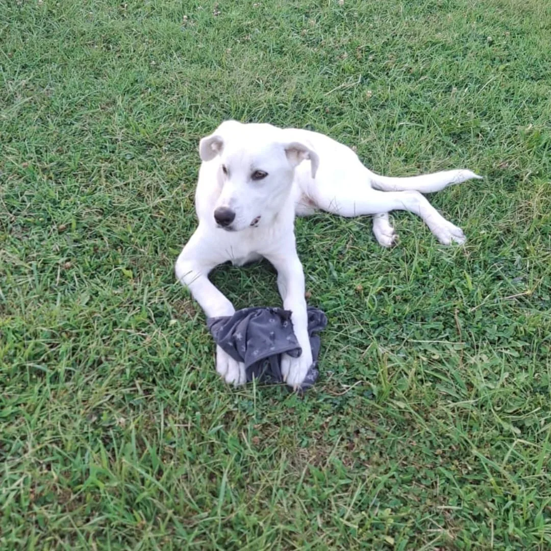 Yoshi, cane Meticcio in adozione a Crotone - foto 4