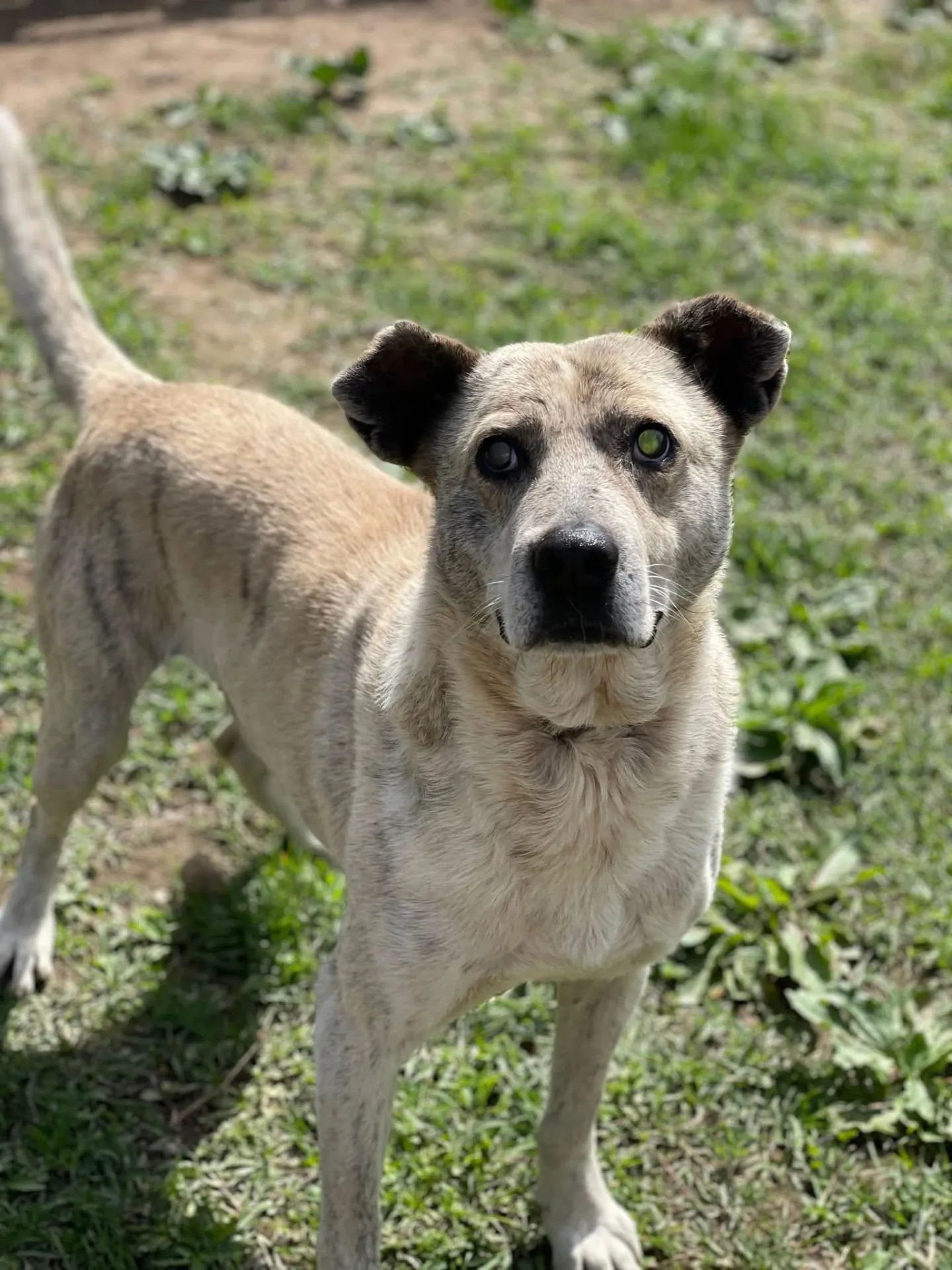 Jakkone, cane Meticcio in adozione a Milano - foto 3