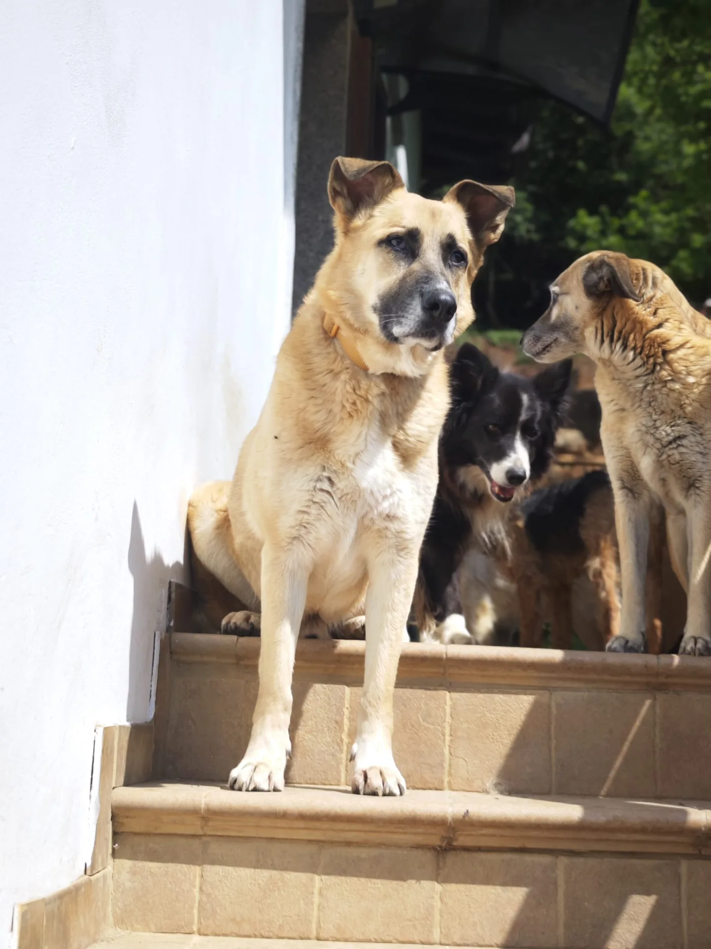 Frank, cane Meticcio simil pastore tedesco in adozione a Brescia - foto 3