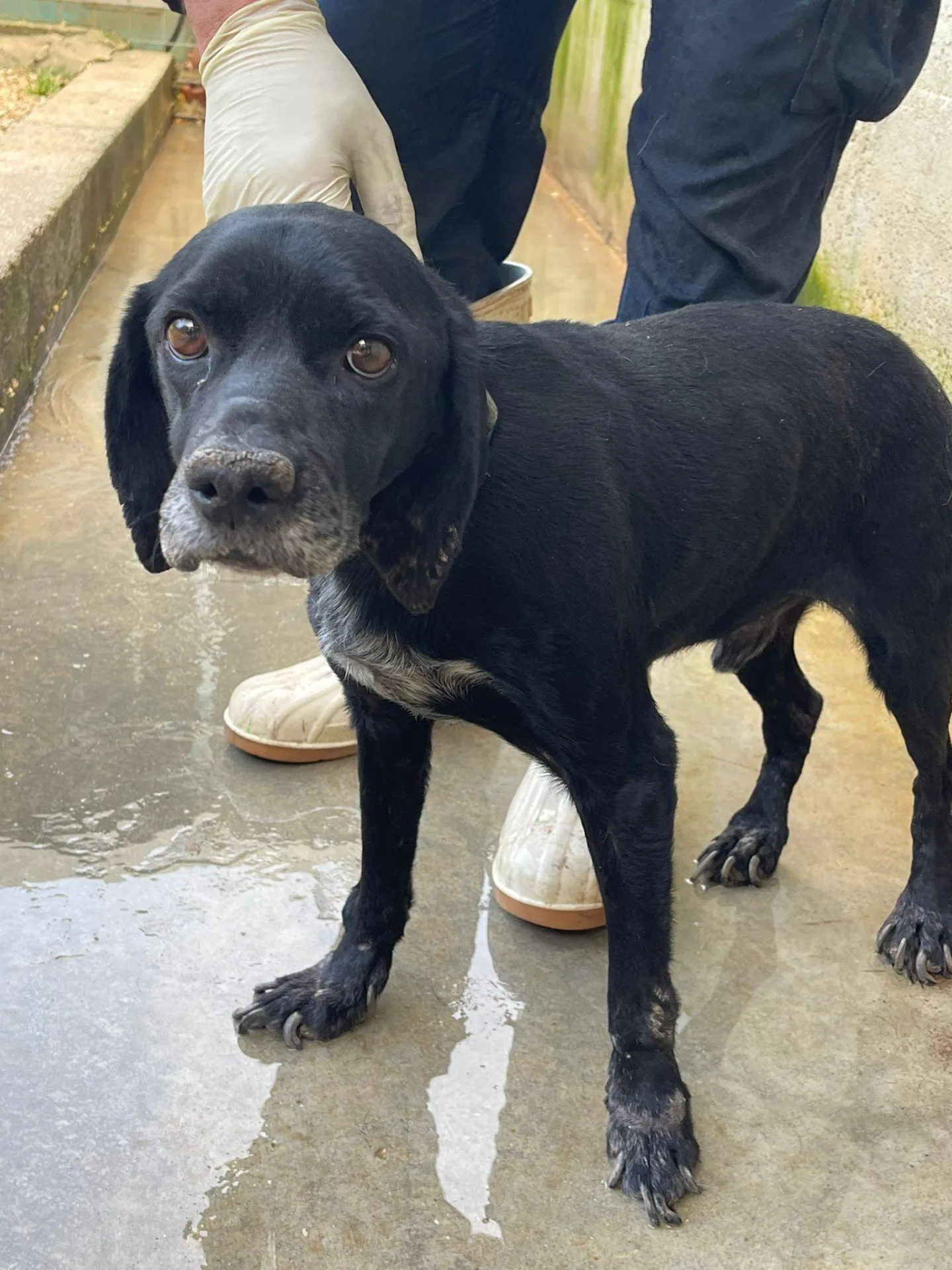 Coccolino, cane meticcio in adozione a Latina - foto 1
