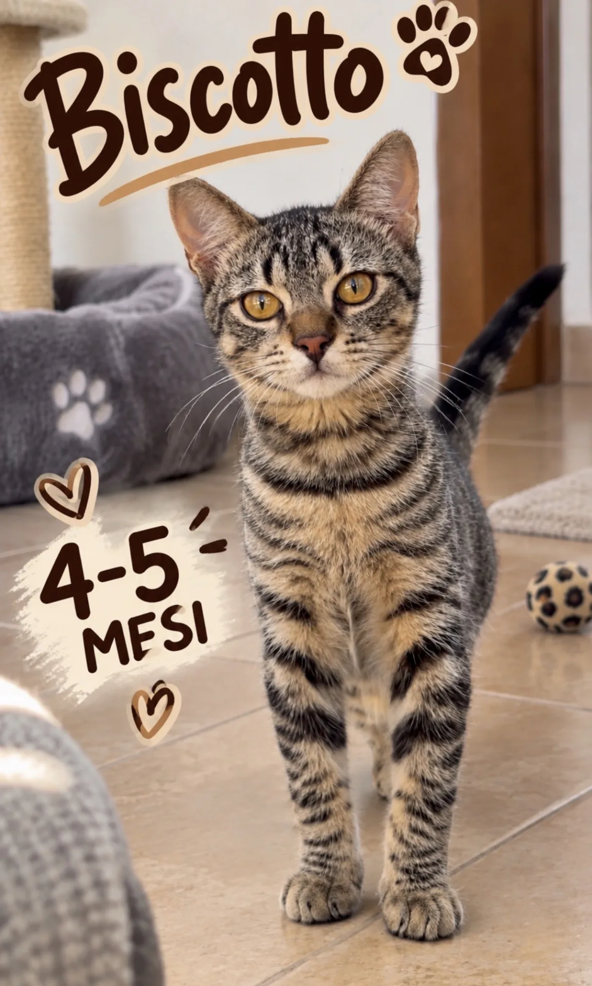 Biscotto, gatto Europeo in adozione a Vibo Valentia