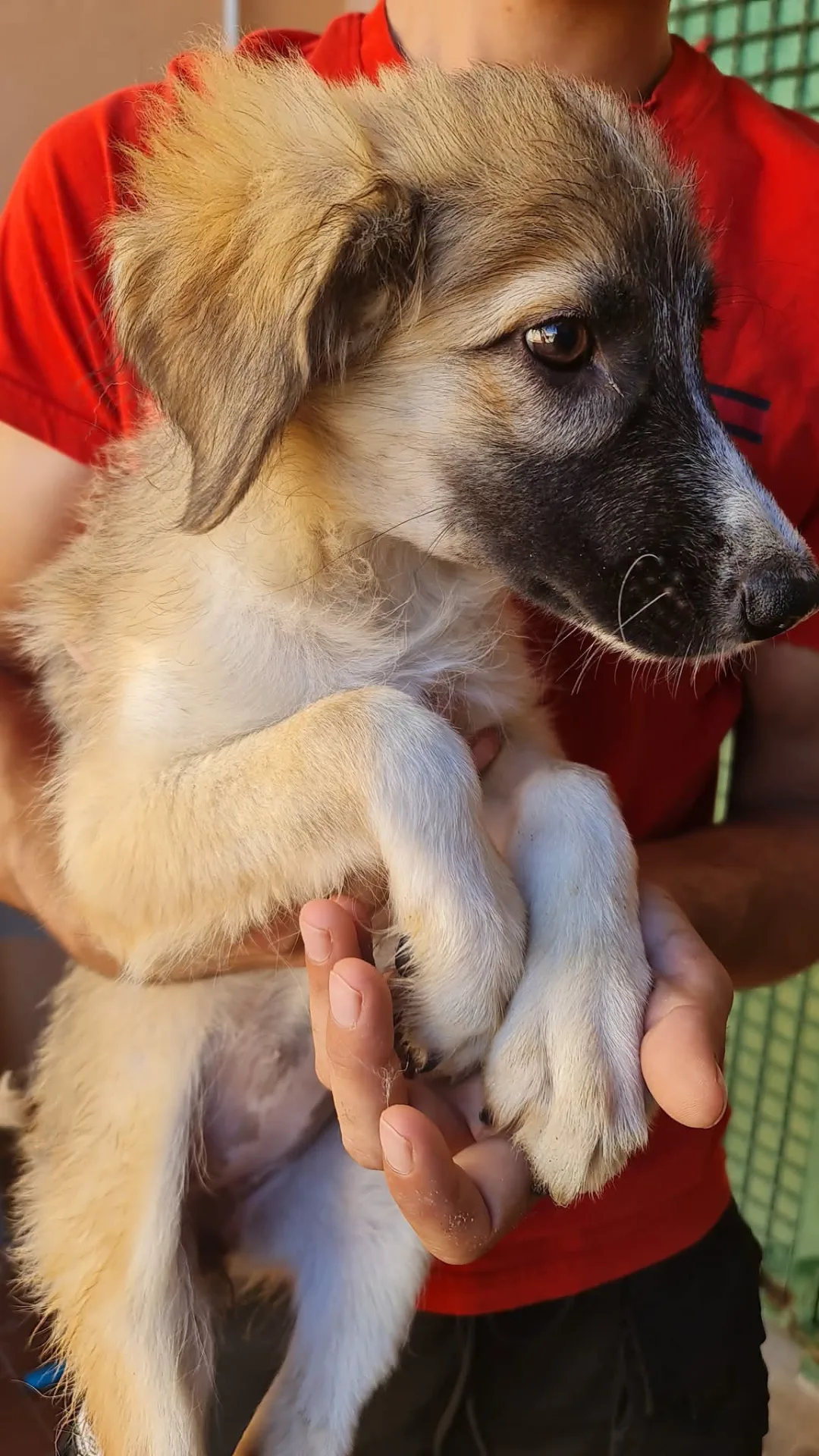 Gaia, cane Meticcio in adozione a Trapani - foto 5