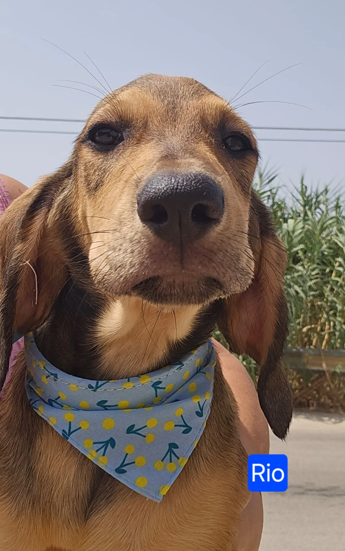 Rio, cane Meticcio in adozione a Como - foto 1