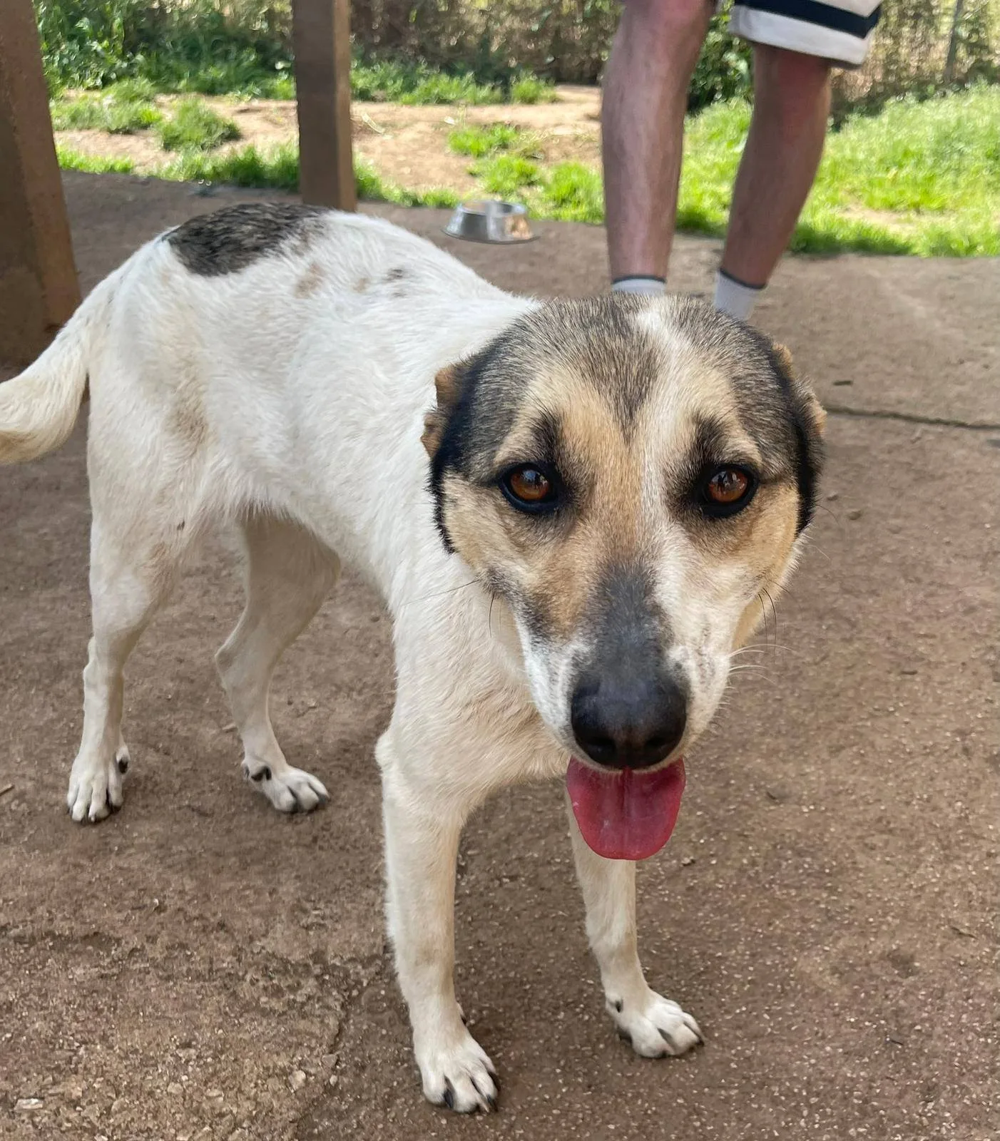 Rosemary, cane in adozione a Pavia - foto 5
