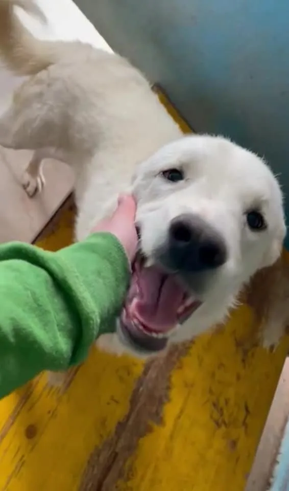 Loden, cane meticcio in adozione a Frosinone - foto 2