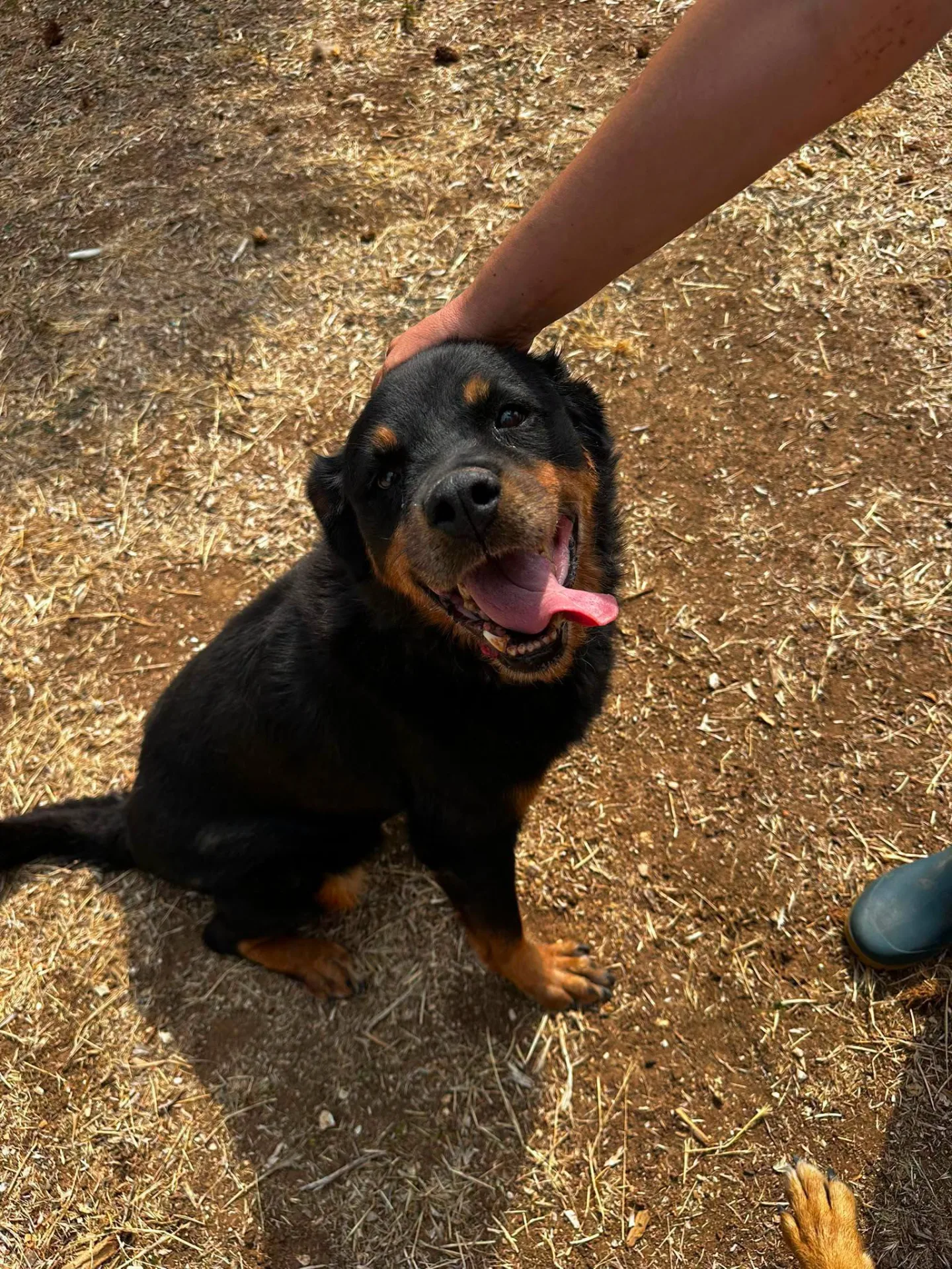 Aurora, cane simil rottweiler in adozione a Bari