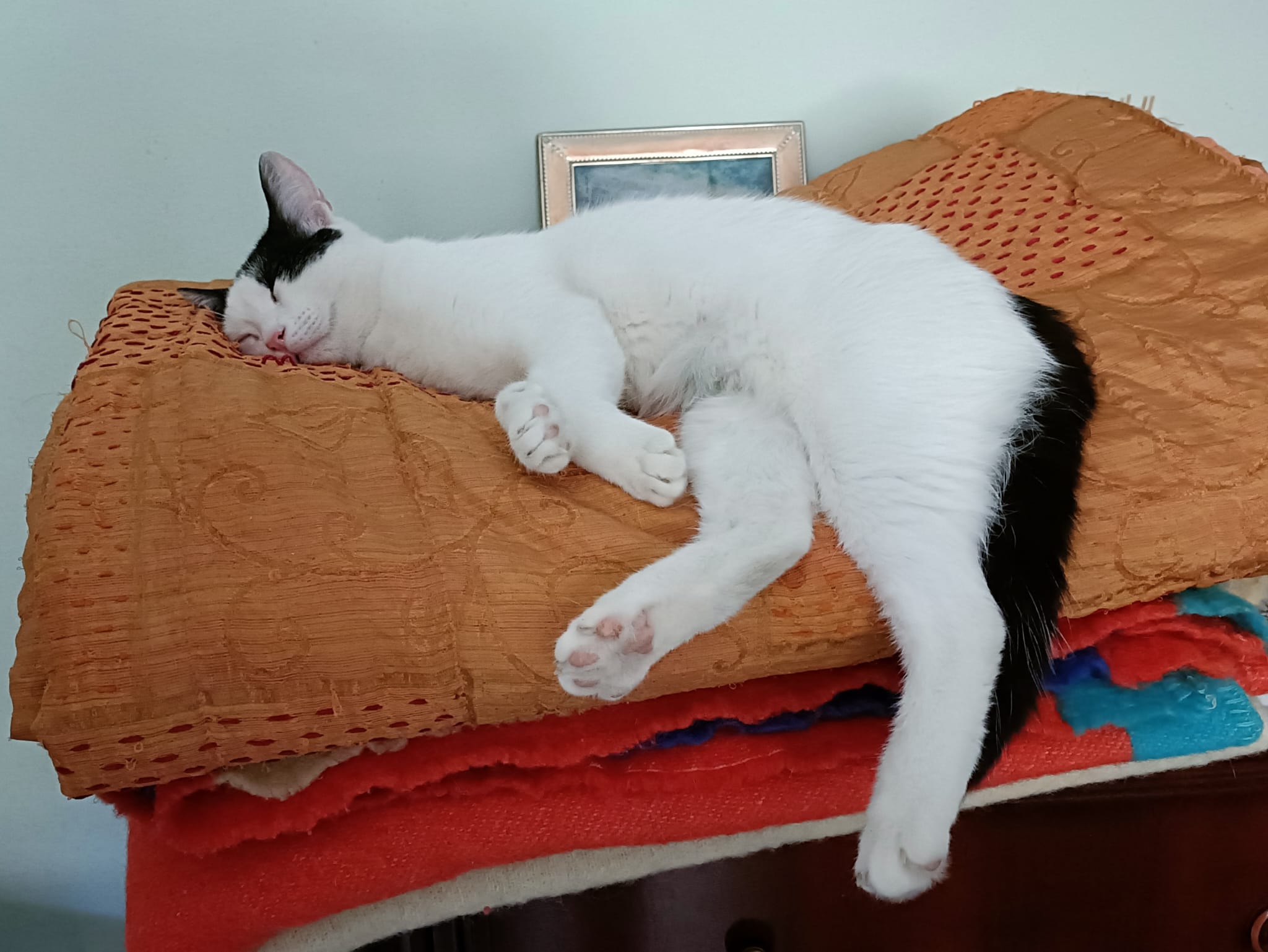 Emily, gatto Europea in adozione