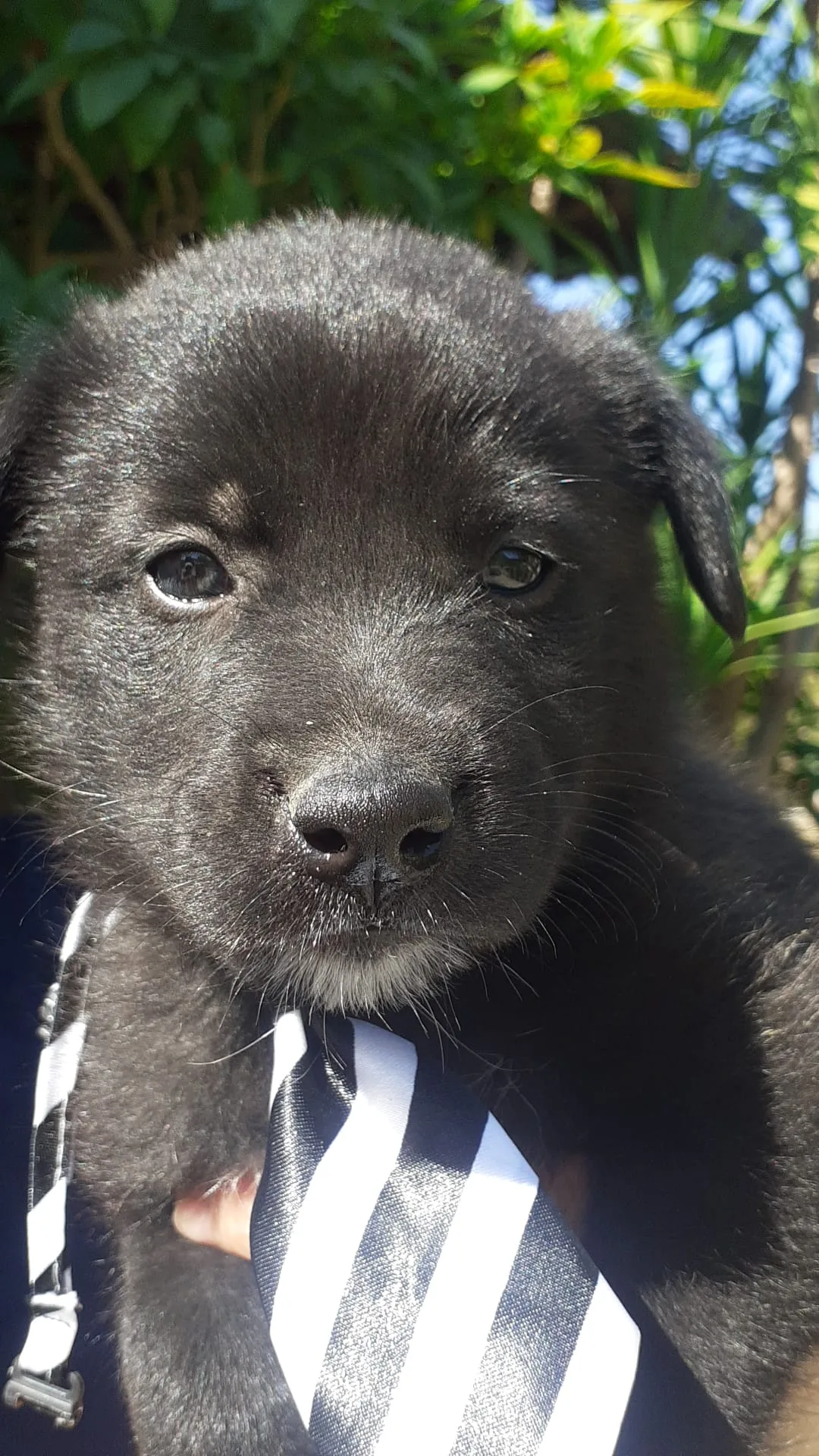 Brando, cane Meticcio in adozione a Salerno - foto 5
