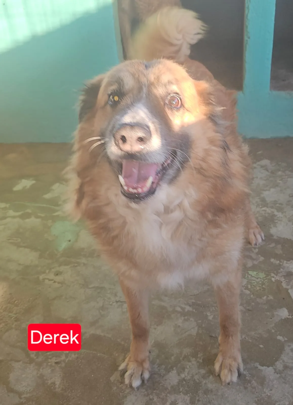 Derek Riky, cane Meticcio in adozione a Agrigento - foto 2