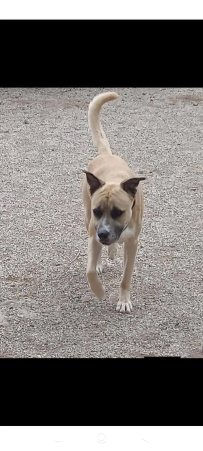 Sonny, cane Meticcio in adozione a Bolzano - foto 2