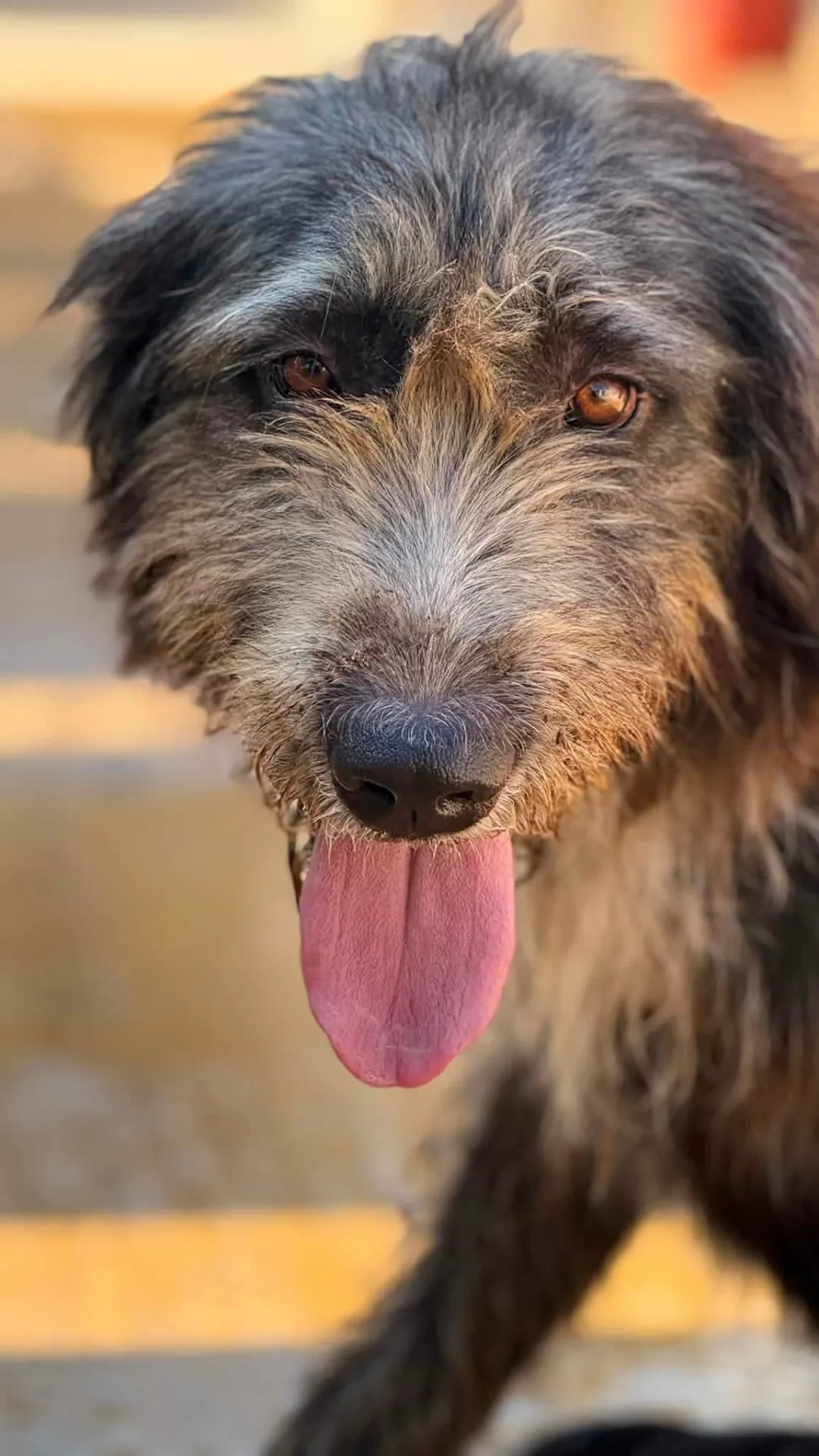 Mirai, cane Drahthar in adozione a Trapani - foto 1
