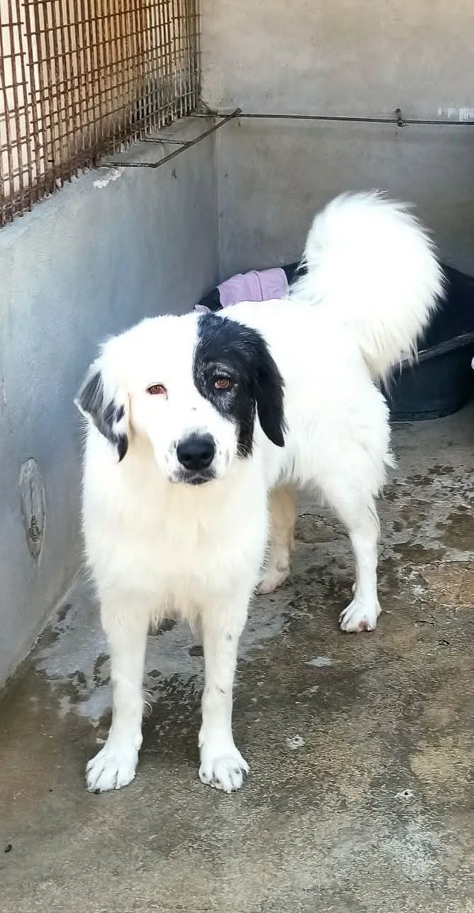 Sissy, cane Incrocio pastore dei pirenei in adozione a Bari