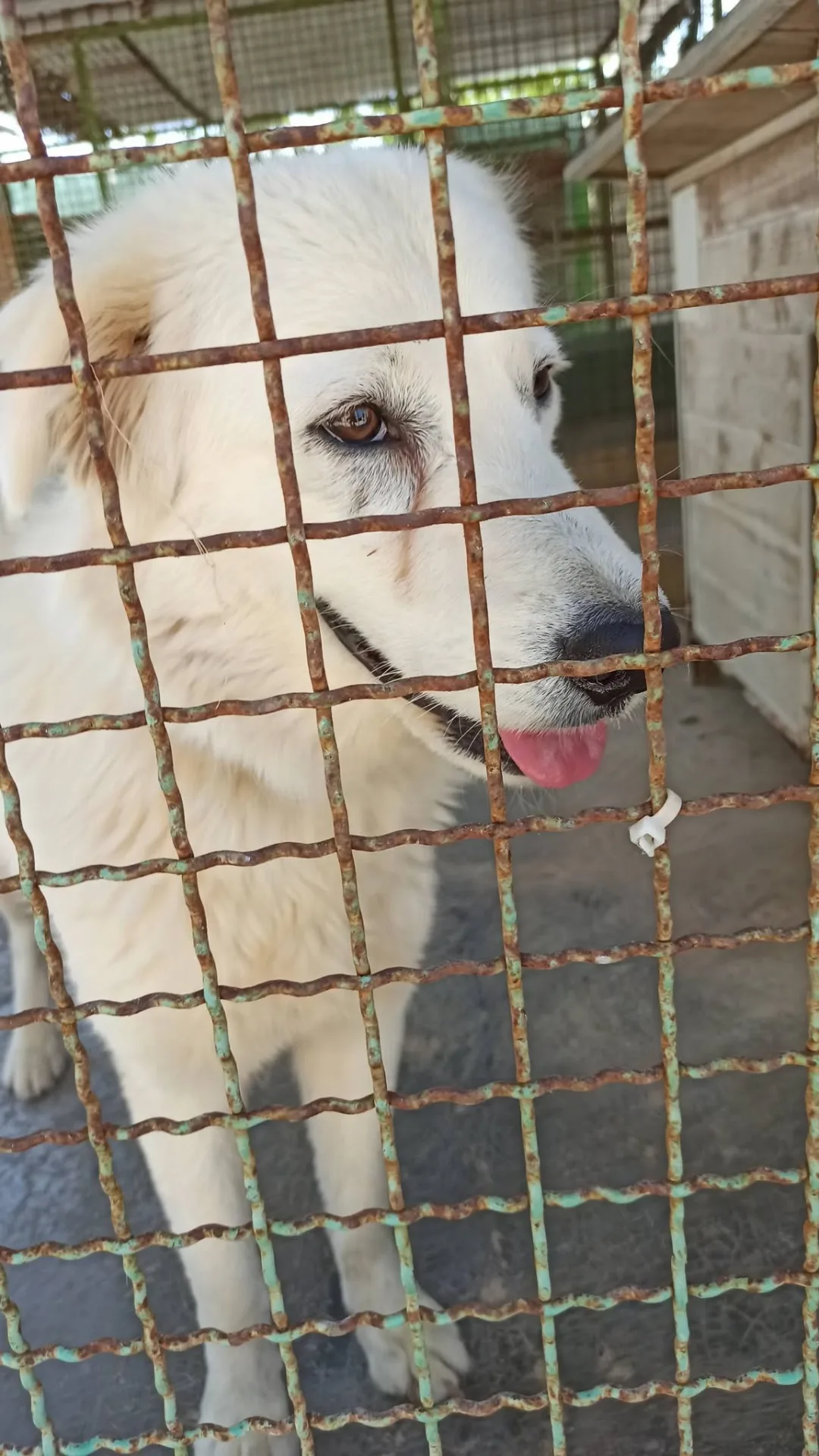Sally, cane Maremmana in adozione a Bari - foto 2