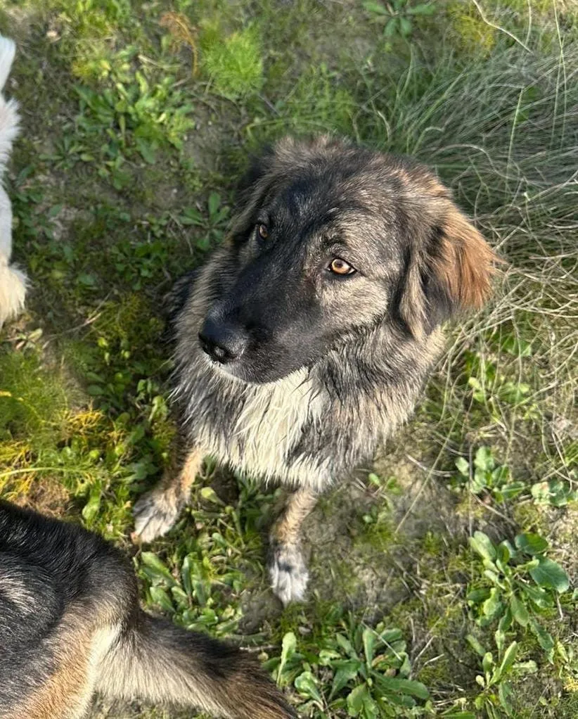 Mia, cane Meticcio in adozione a Crotone - foto 5