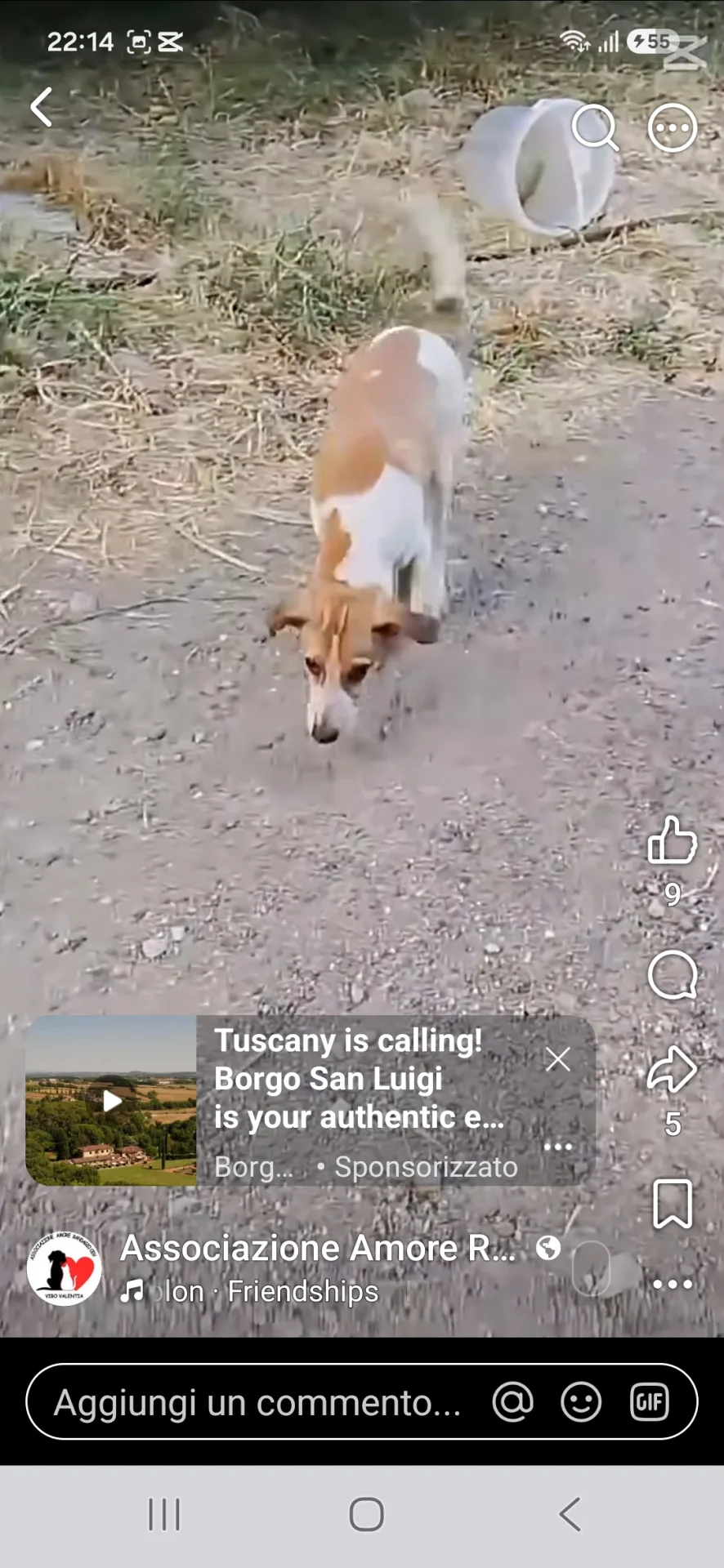 Foto 3 di Emma, cane Meticio in adozione