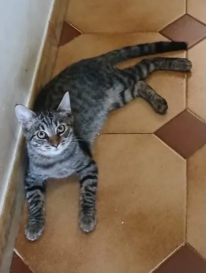 Hari, gatto in adozione a Latina - foto 1
