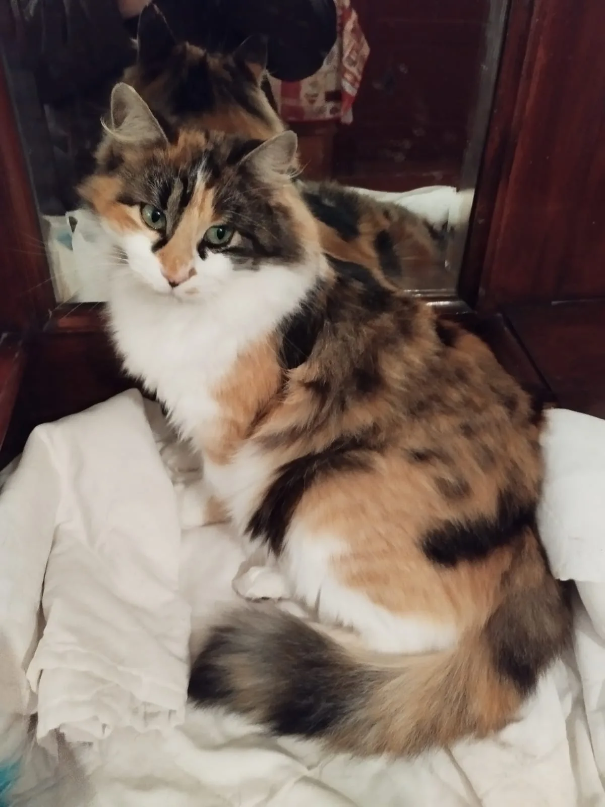 Tati, gatto Europeo in adozione a Bergamo - foto 5
