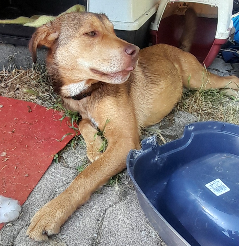 Foto 3 di Enea, cane Meticcio in adozione