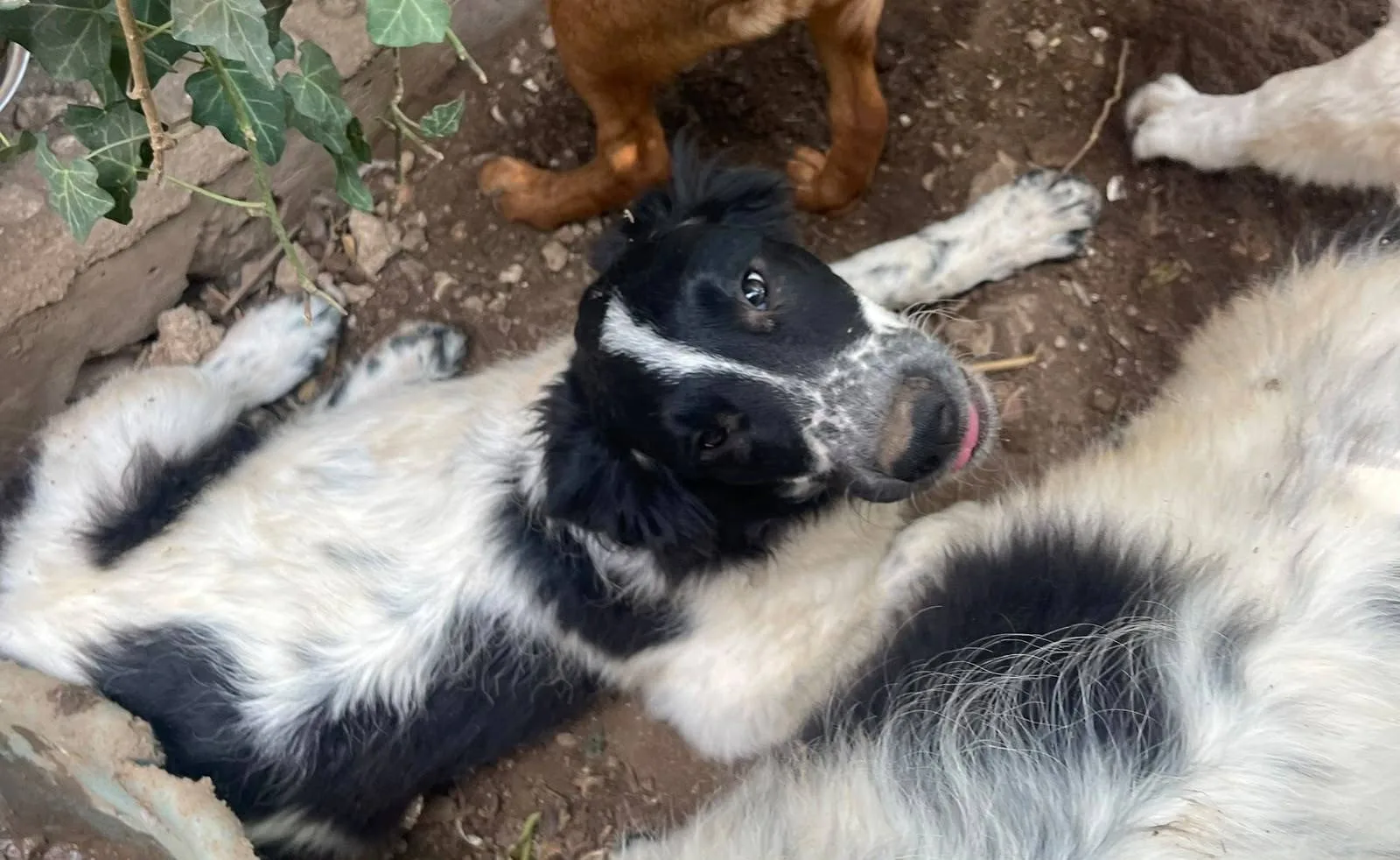 Zorro, cane meticcio in adozione a Latina - foto 3
