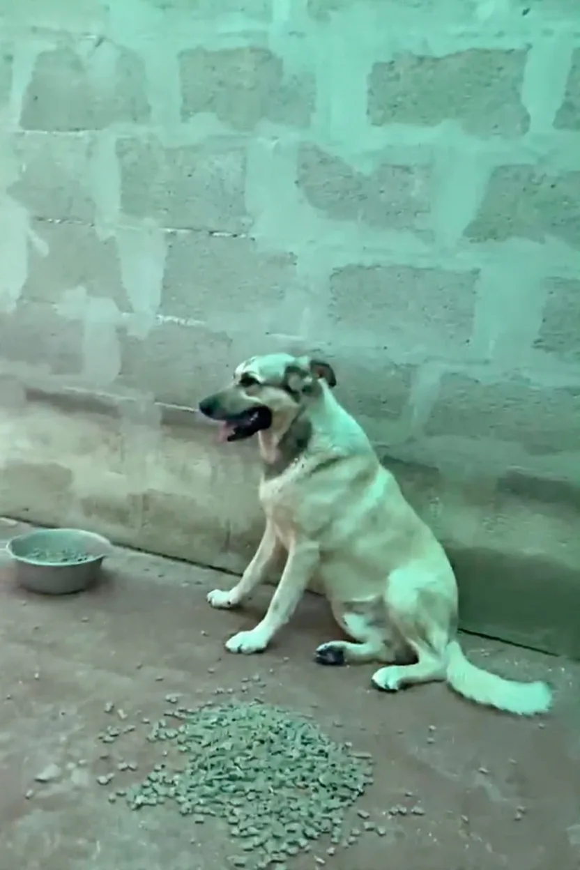 Aiko, cane Meticcio in adozione a Siracusa - foto 4