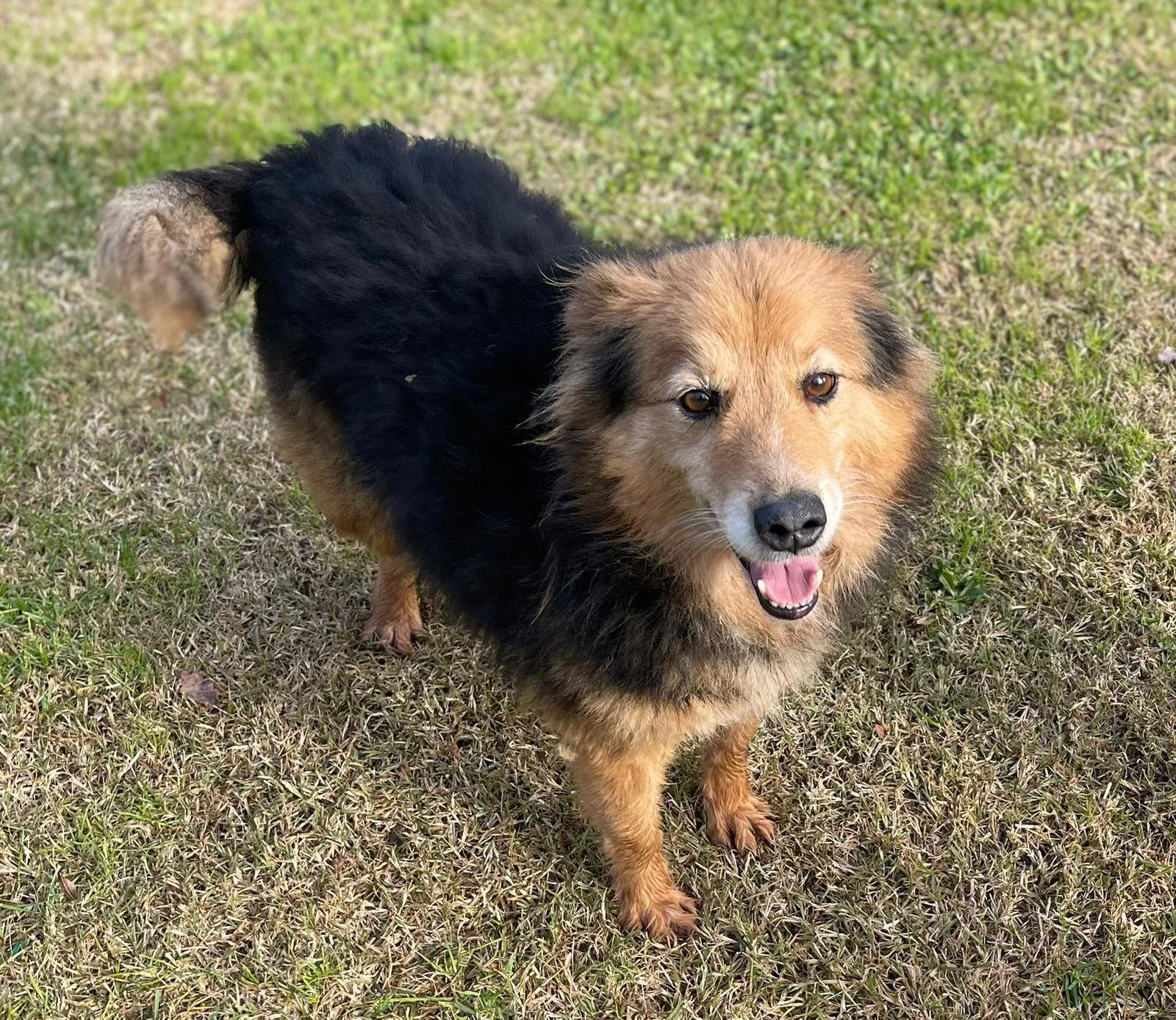 Cip e Ciop, cane meticcio in adozione a Latina - foto 3