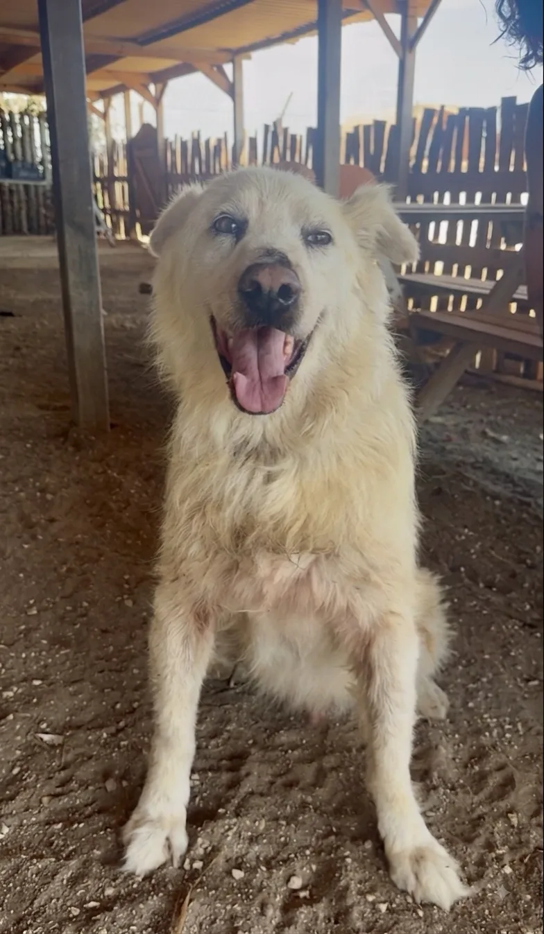 Ghost, cane  in adozione