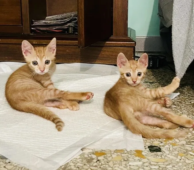 Sirio e Zeus, gatto Europeo in adozione a Roma - foto 2