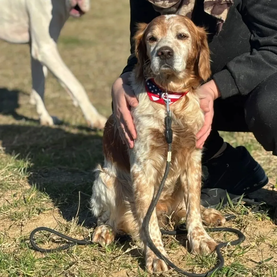 Jack, cane Breton in adozione a Latina - foto 1