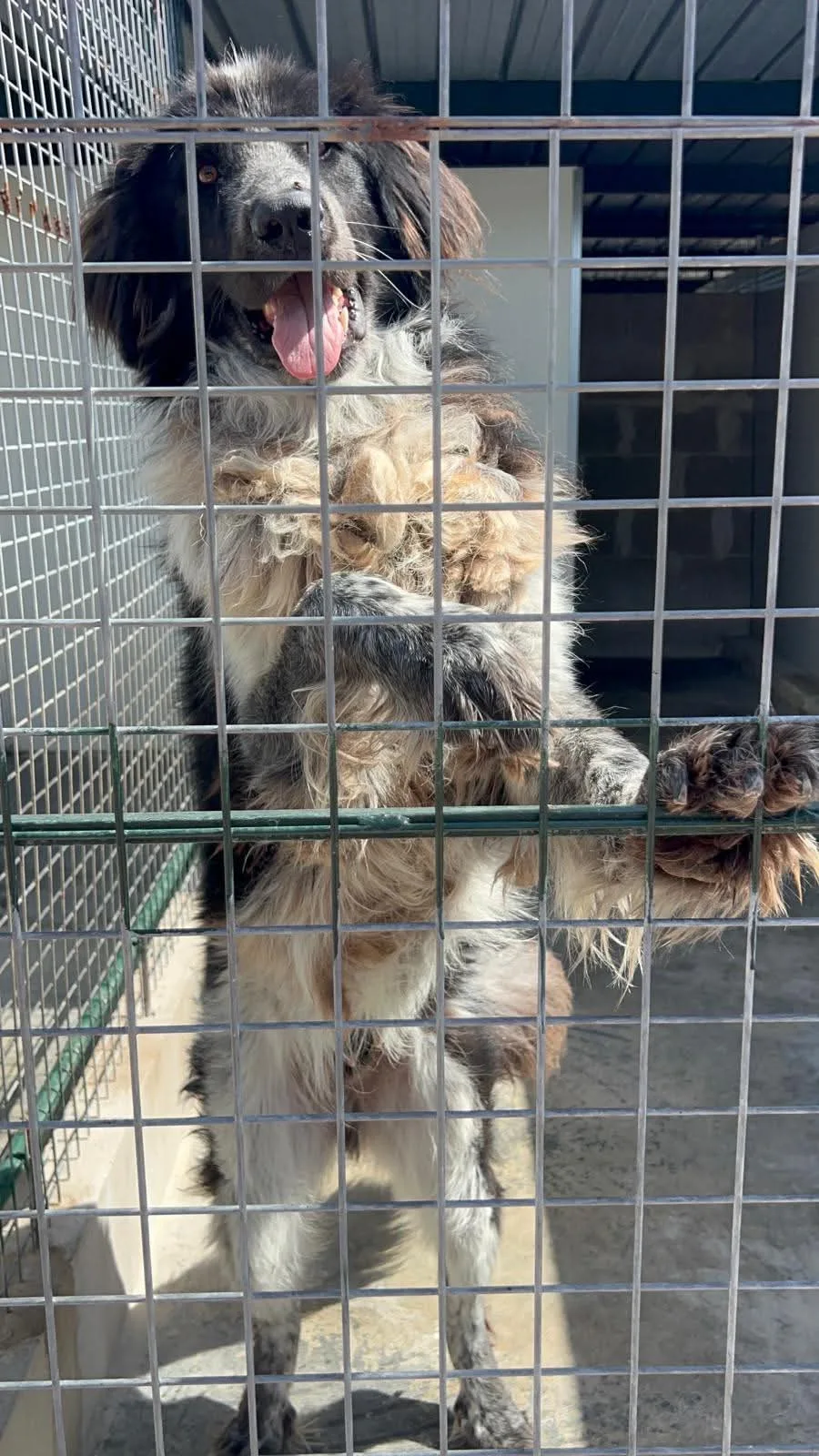 Orso, cane Meticcio in adozione a Milano - foto 5