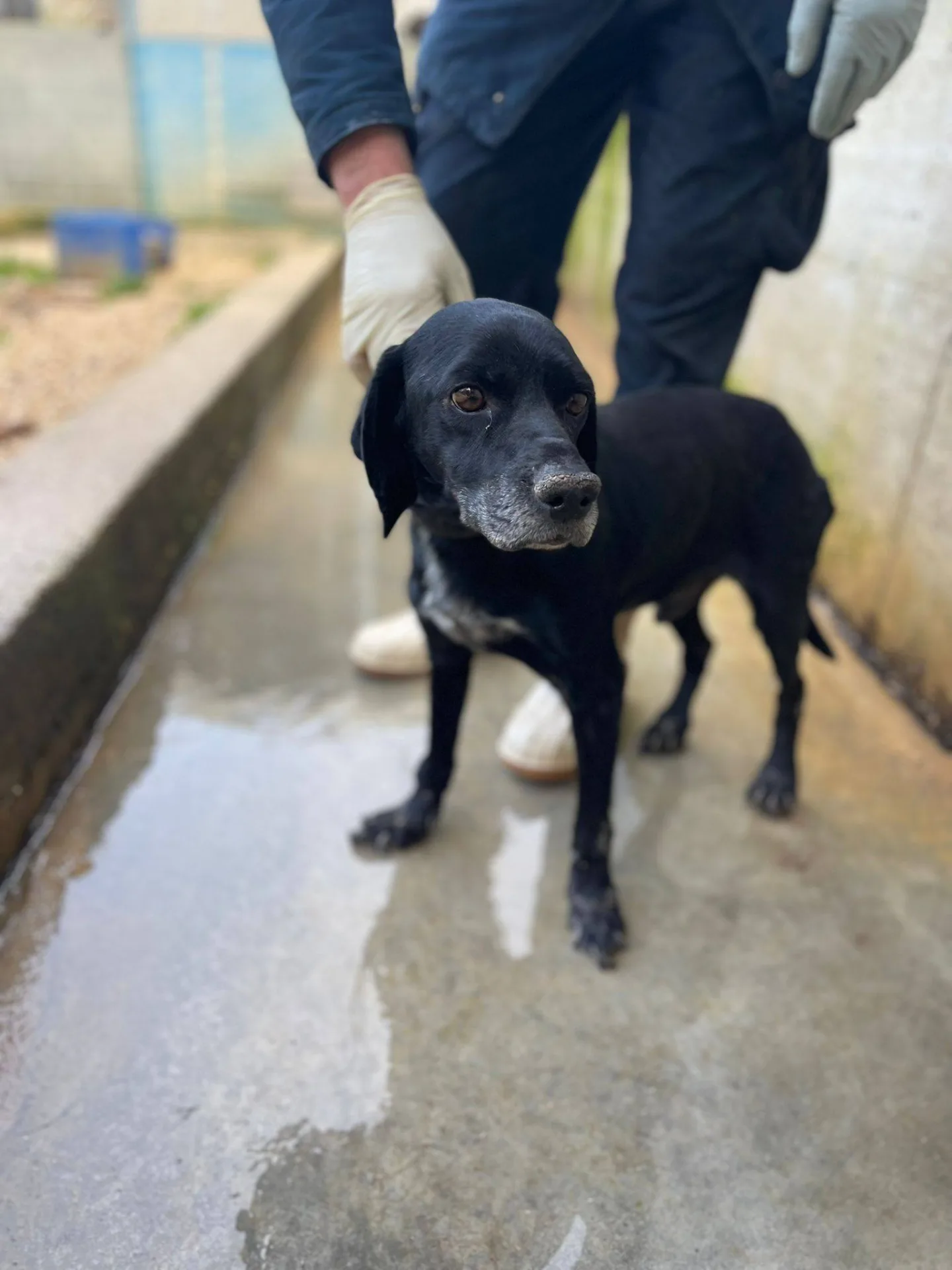 Coccolino, cane meticcio in adozione a Latina - foto 2