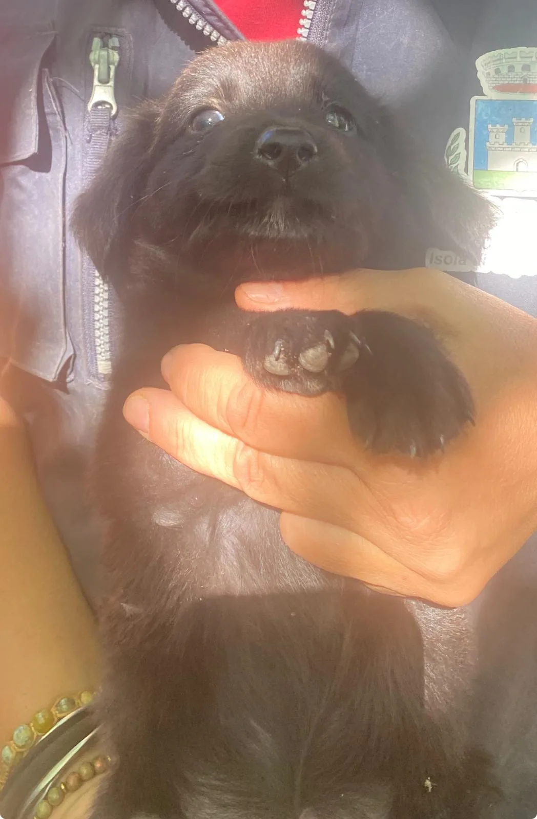 Caramella, cane Meticcio in adozione a Crotone - foto 2