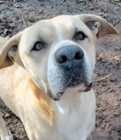 Tyson, cane meticcio in adozione a Roma - foto 5