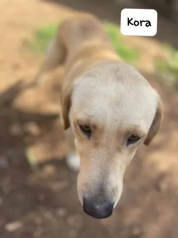 Kora, cane meticcio in adozione a Latina - foto 2