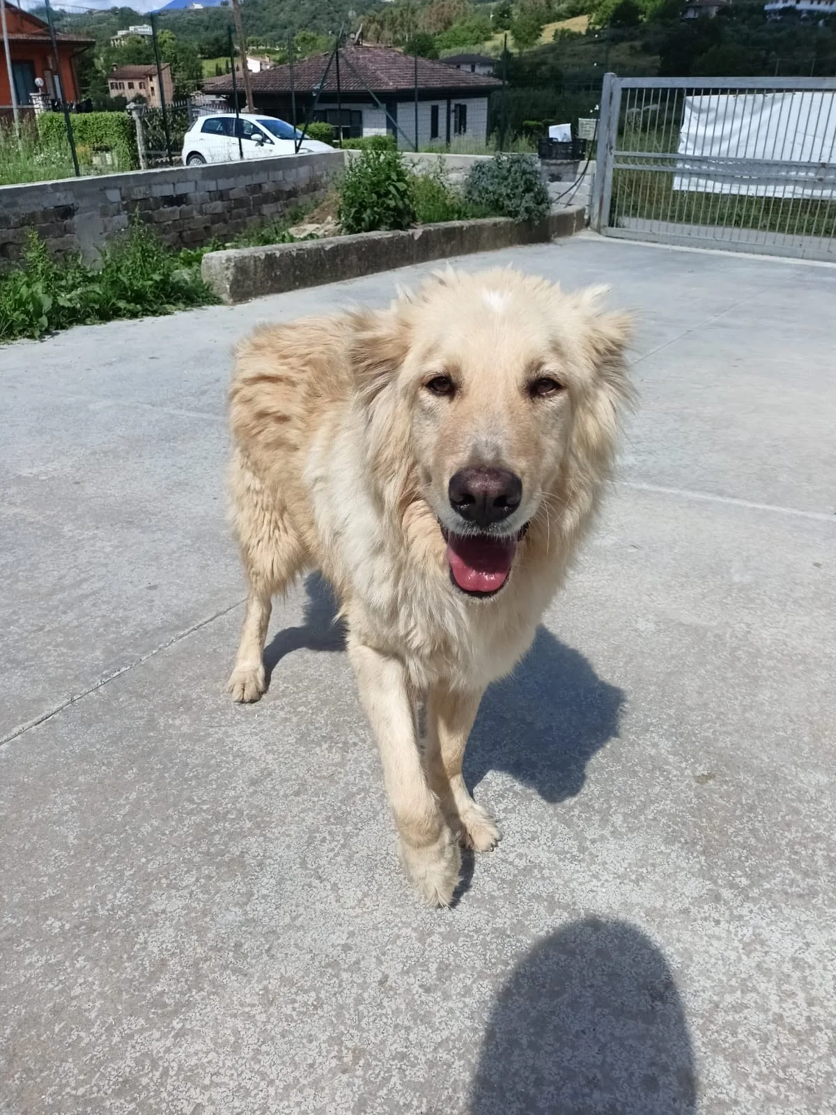 Master, cane meticcio in adozione a Latina - foto 2