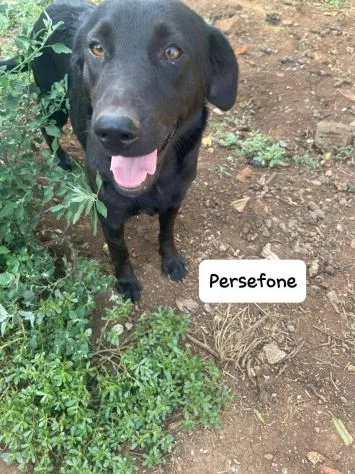 Persefone, cane meticcia in adozione a Latina - foto 3