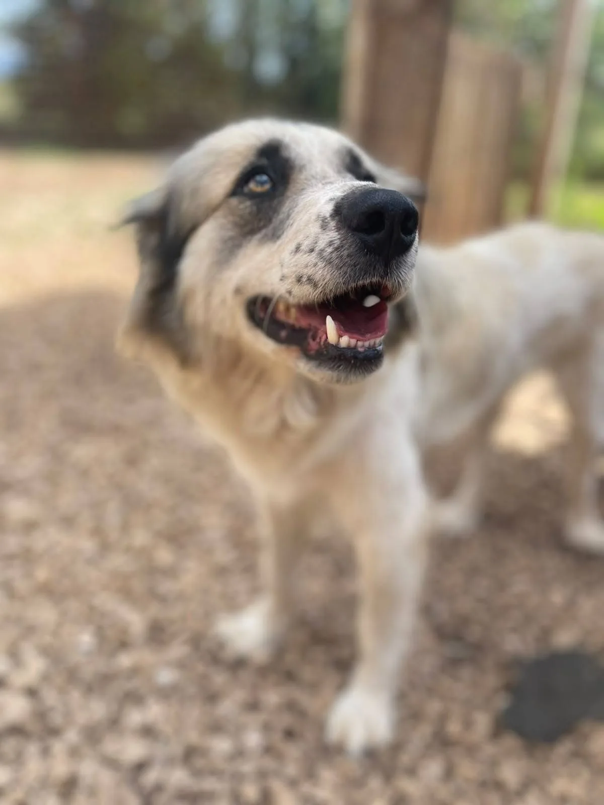Lalla, cane meticcio in adozione a Latina - foto 3