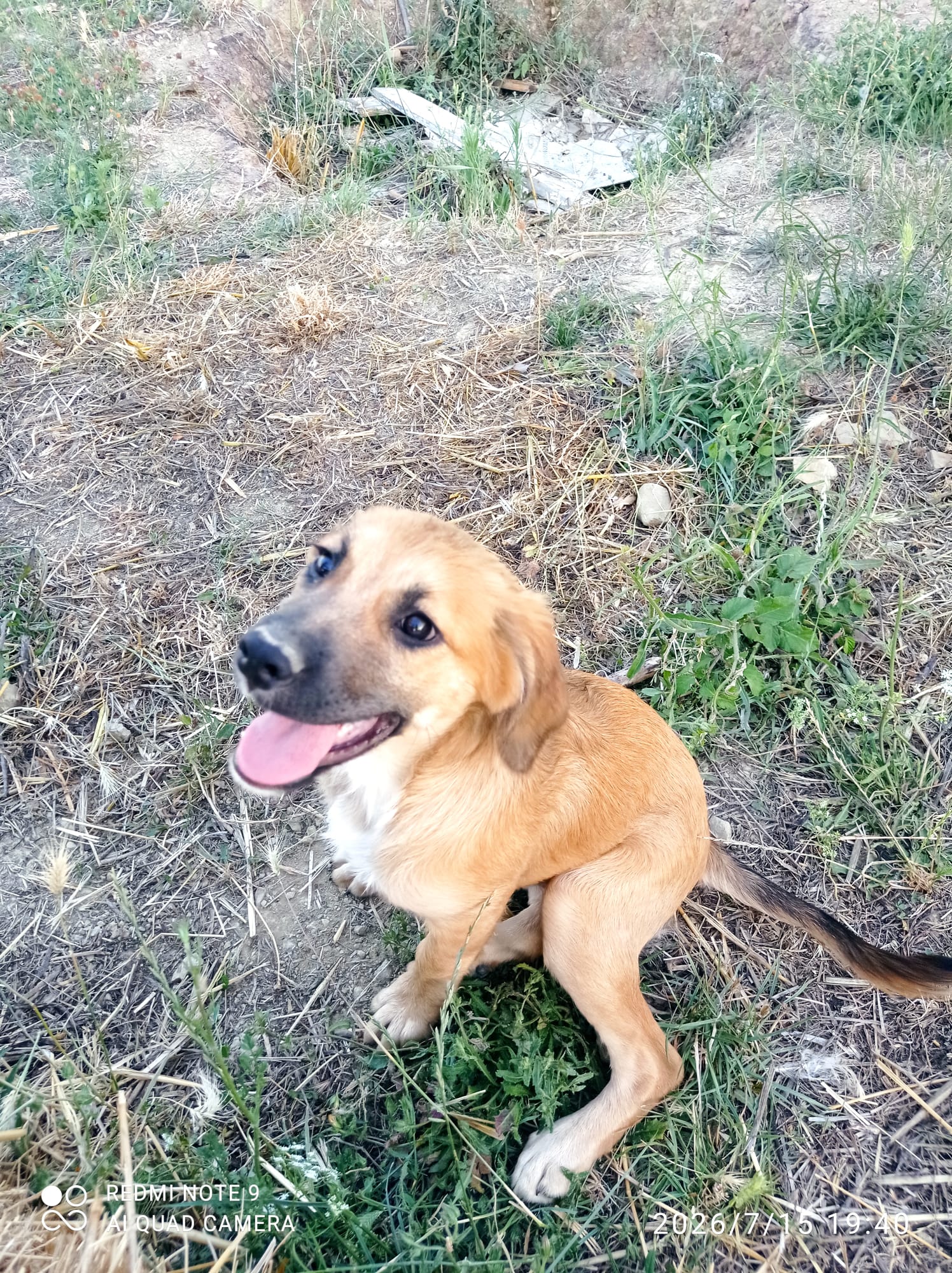 Foto 2 di Ofelia, cane Meticcio in adozione